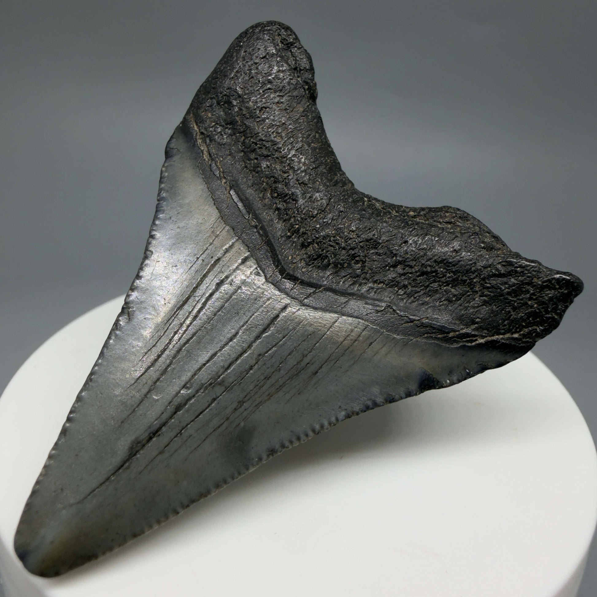 Back Right View Colorful 2.19" Fossil Megalodon Tooth – South Carolina River Find | Authentic CM6438