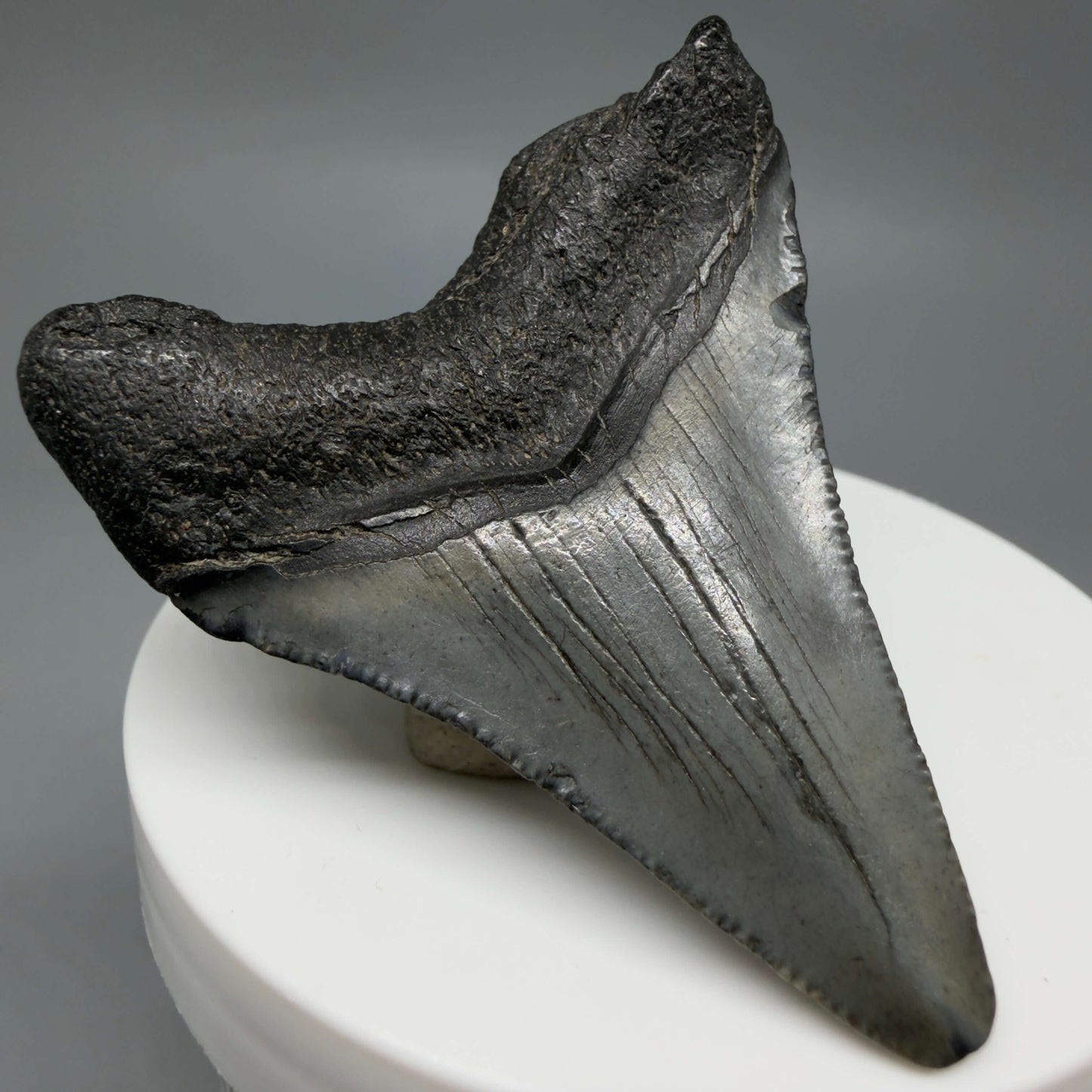 Back Left View Colorful 2.19" Fossil Megalodon Tooth – South Carolina River Find | Authentic CM6438