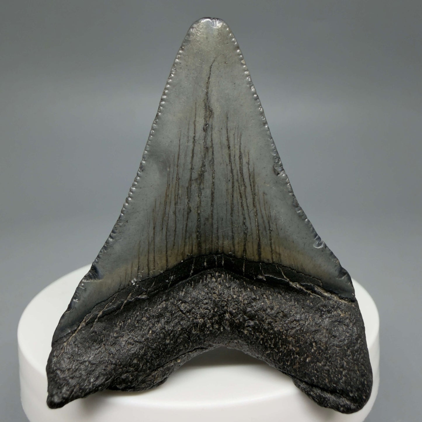 Back View Colorful 2.19" Fossil Megalodon Tooth – South Carolina River Find | Authentic CM6438