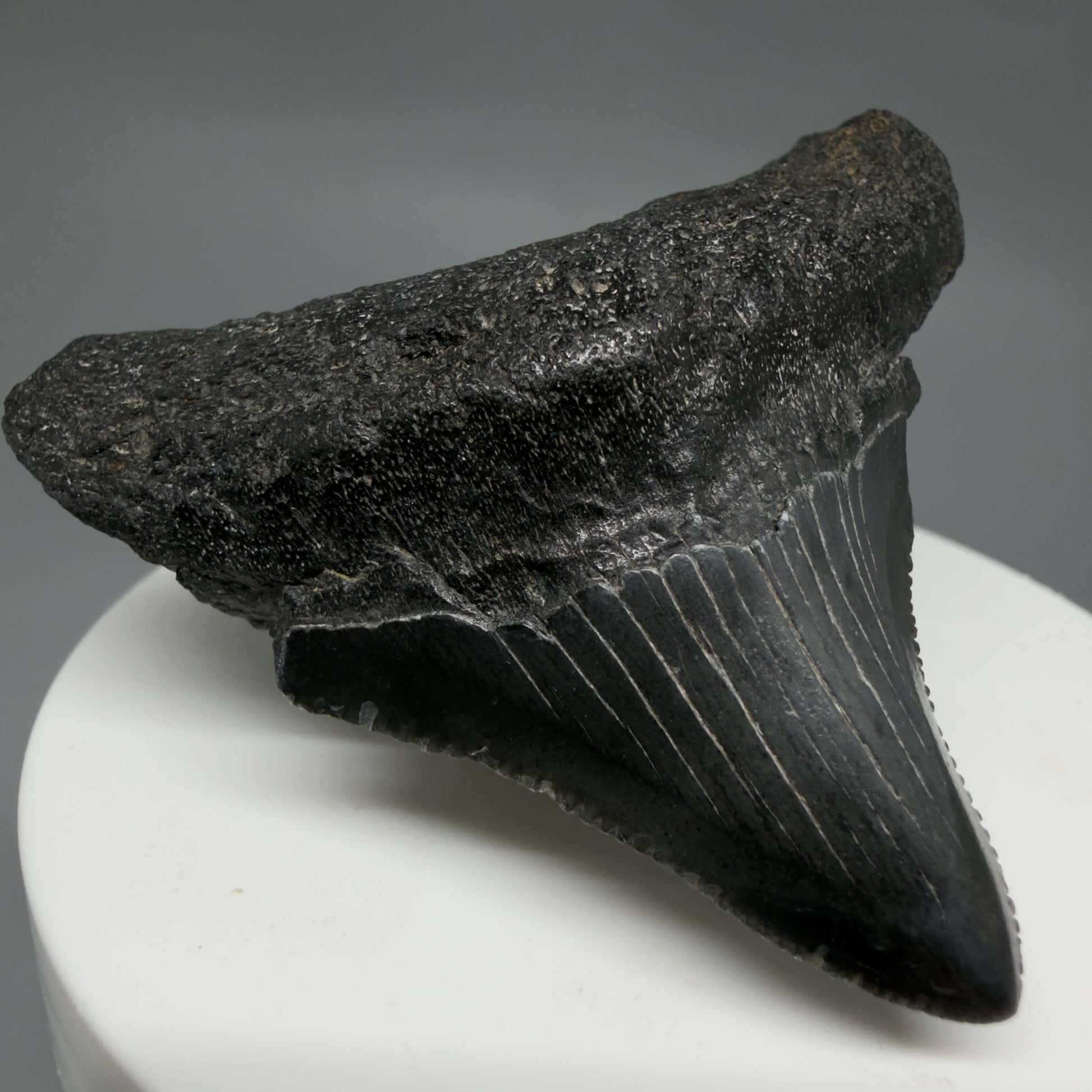 Front Left View 2.12" Dark colors, serrated Fossil Megalodon Tooth – South Carolina River Find | Authentic CM6435