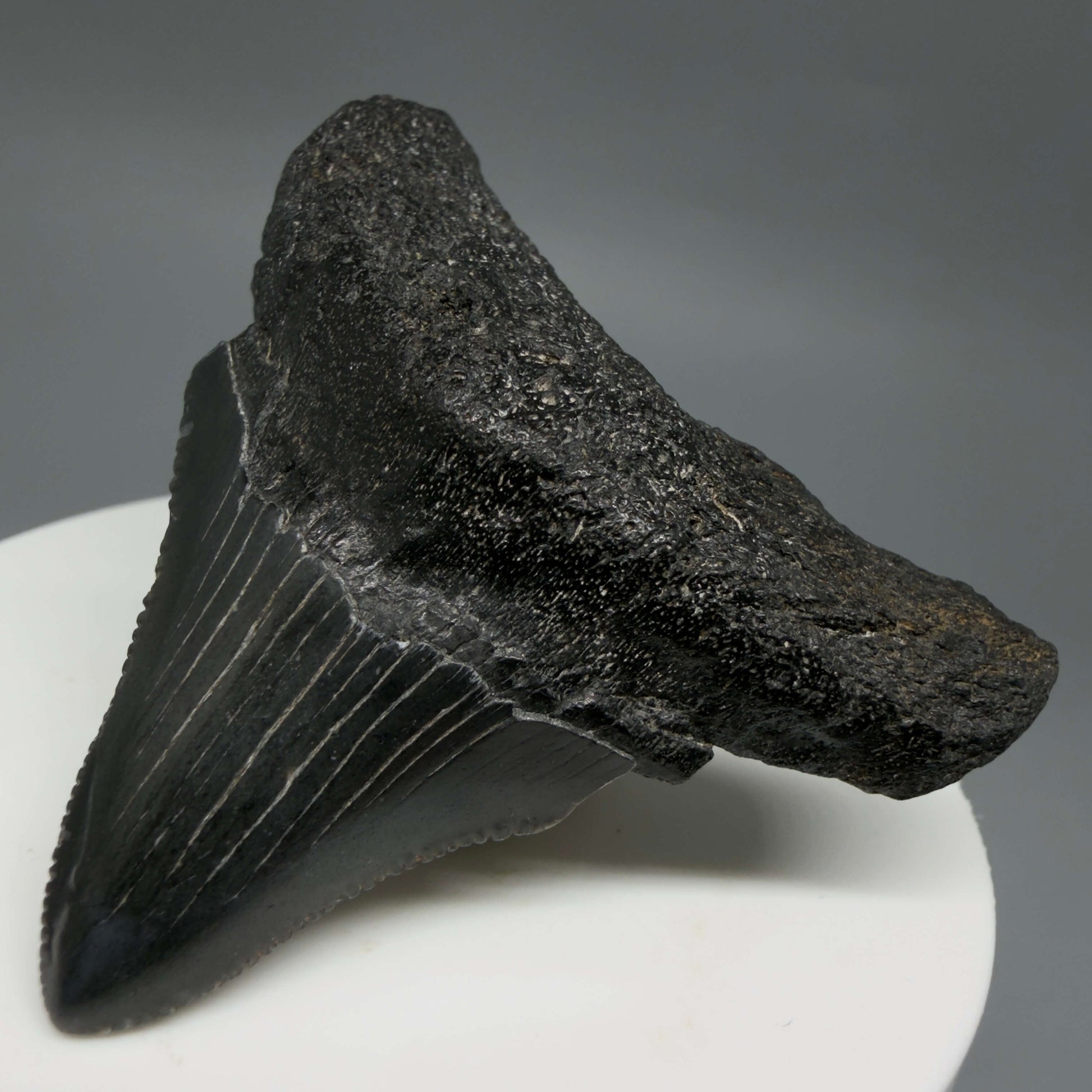 Front Right View 2.12" Dark colors, serrated Fossil Megalodon Tooth – South Carolina River Find | Authentic CM6435