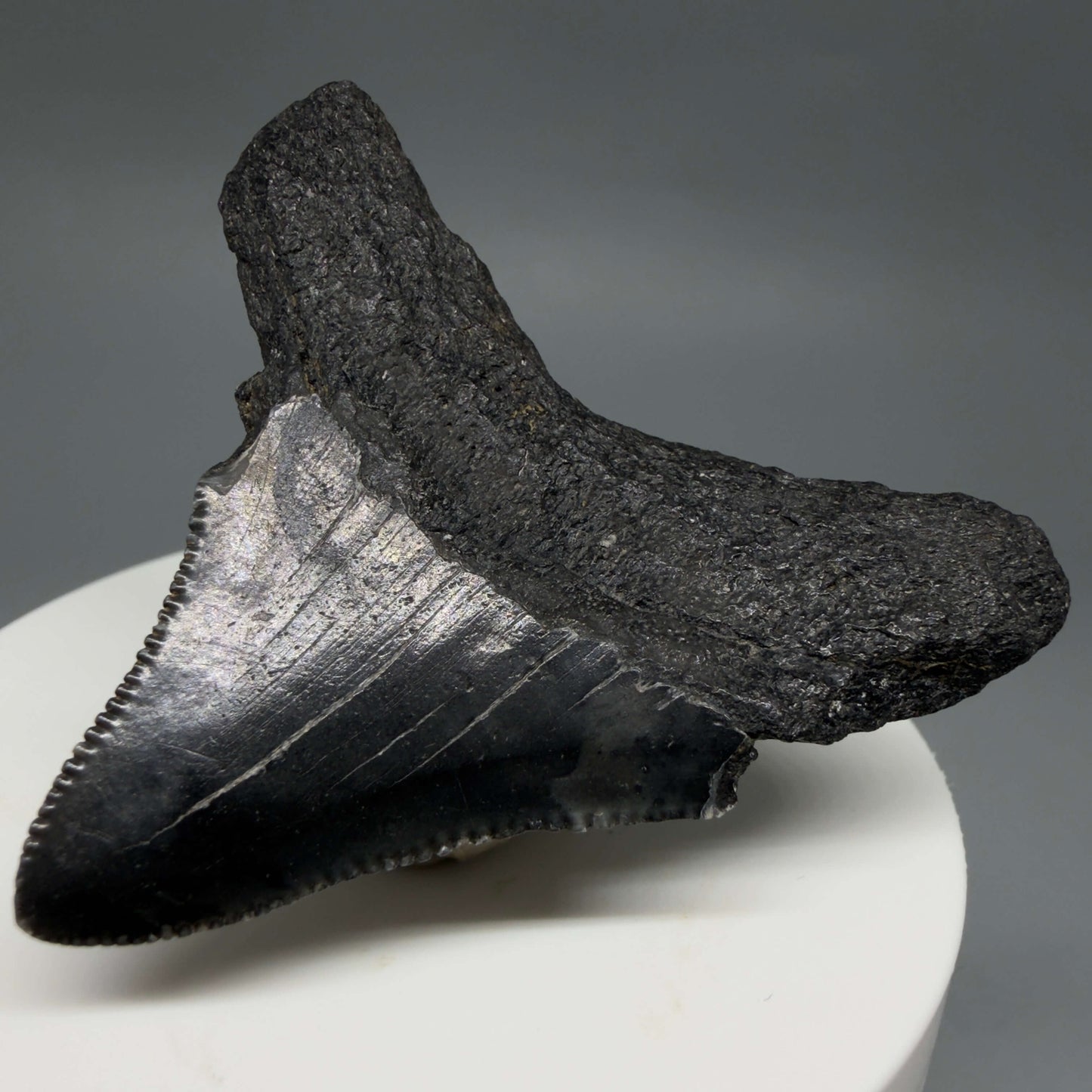 Back Right View 2.12" Dark colors, serrated Fossil Megalodon Tooth – South Carolina River Find | Authentic CM6435