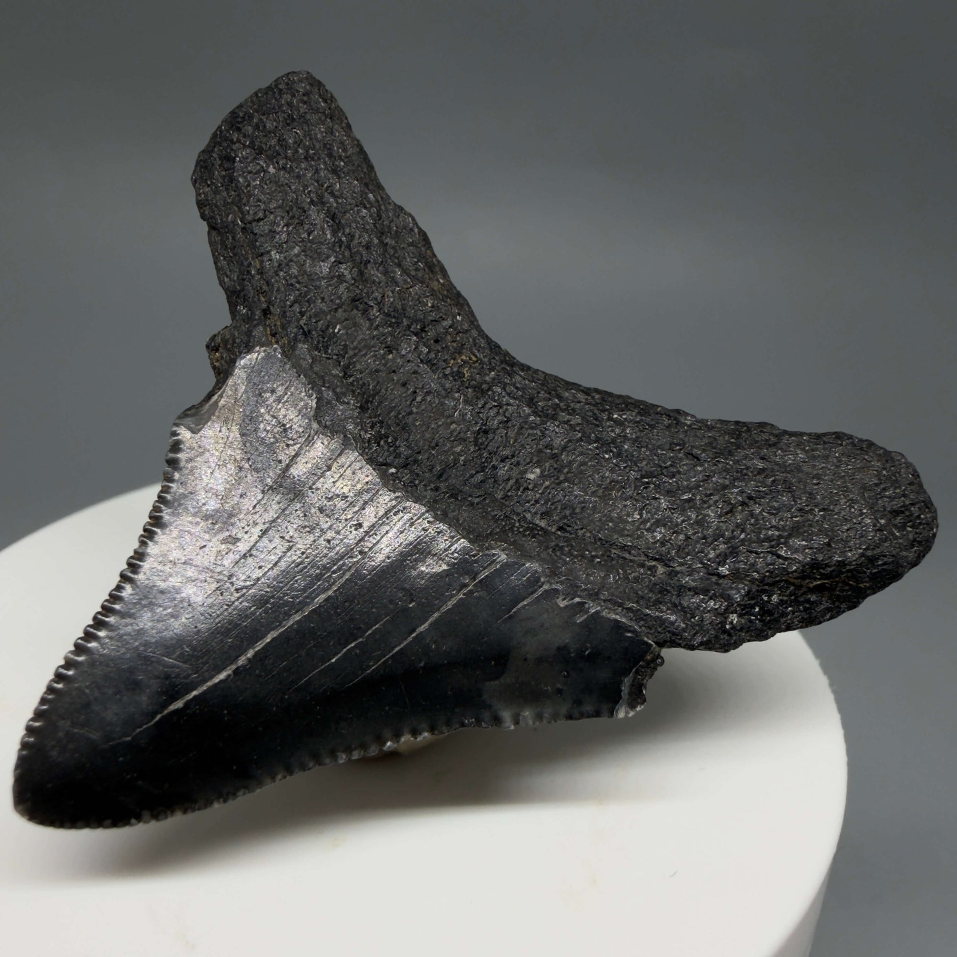 Back Right View 2.12" Dark colors, serrated Fossil Megalodon Tooth – South Carolina River Find | Authentic CM6435