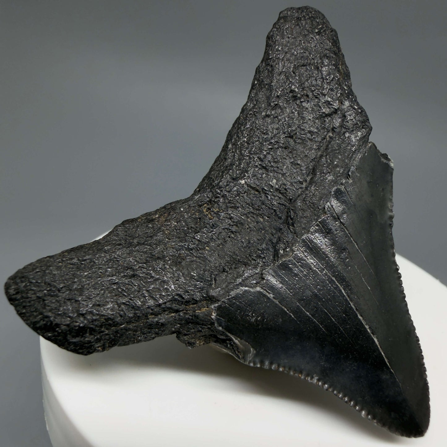 Back Left View 2.12" Dark colors, serrated Fossil Megalodon Tooth – South Carolina River Find | Authentic CM6435