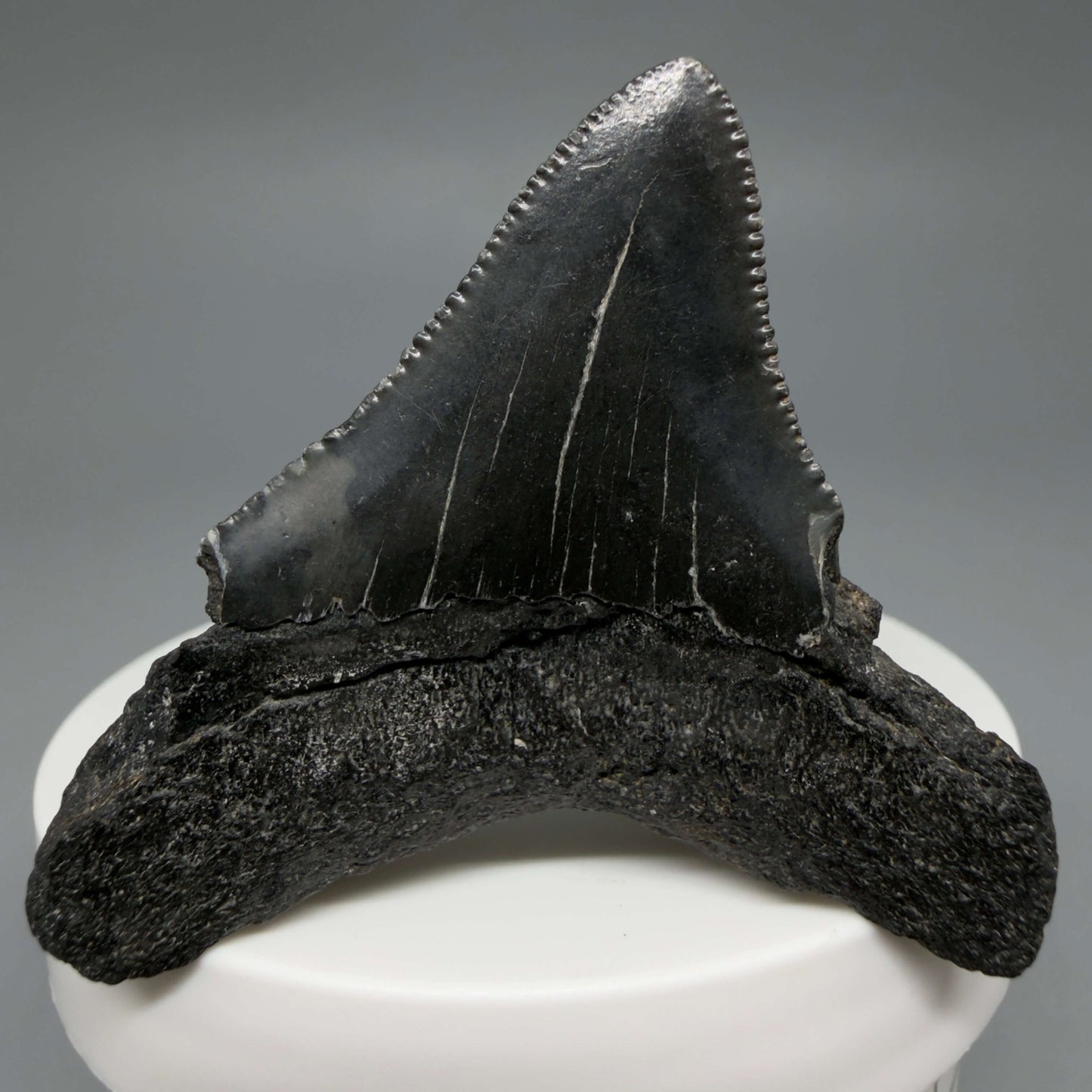 Back View 2.12" Dark colors, serrated Fossil Megalodon Tooth – South Carolina River Find | Authentic CM6435