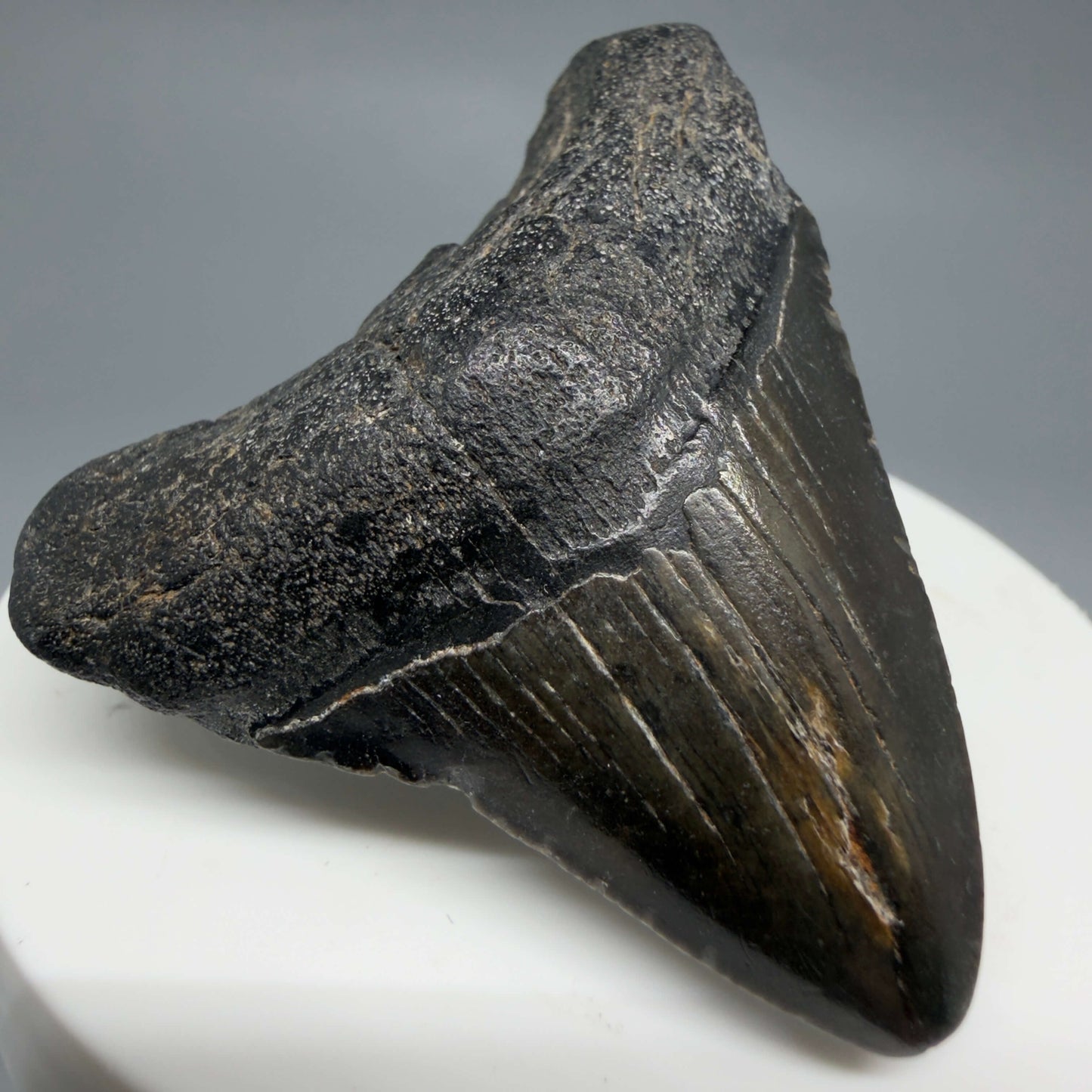 Front Left View Colorful 2.00" Fossil Megalodon Tooth – South Carolina River Find | Authentic CM6436