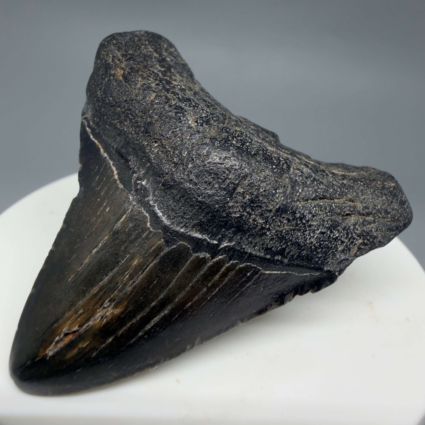 Front Right View Colorful 2.00" Fossil Megalodon Tooth – South Carolina River Find | Authentic CM6436