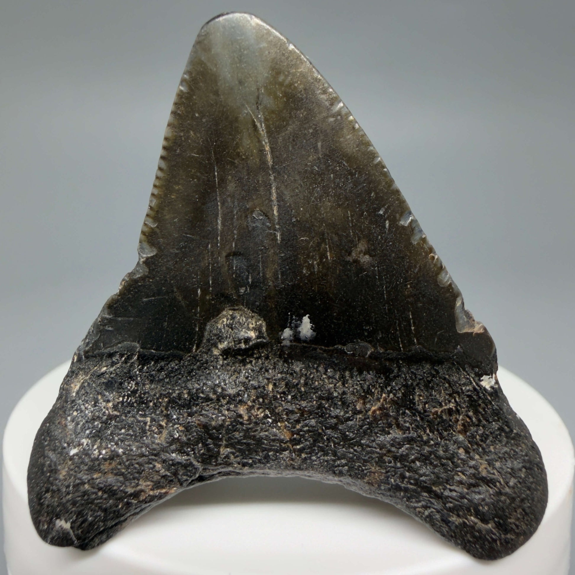 Back View Colorful 2.00" Fossil Megalodon Tooth – South Carolina River Find | Authentic CM6436
