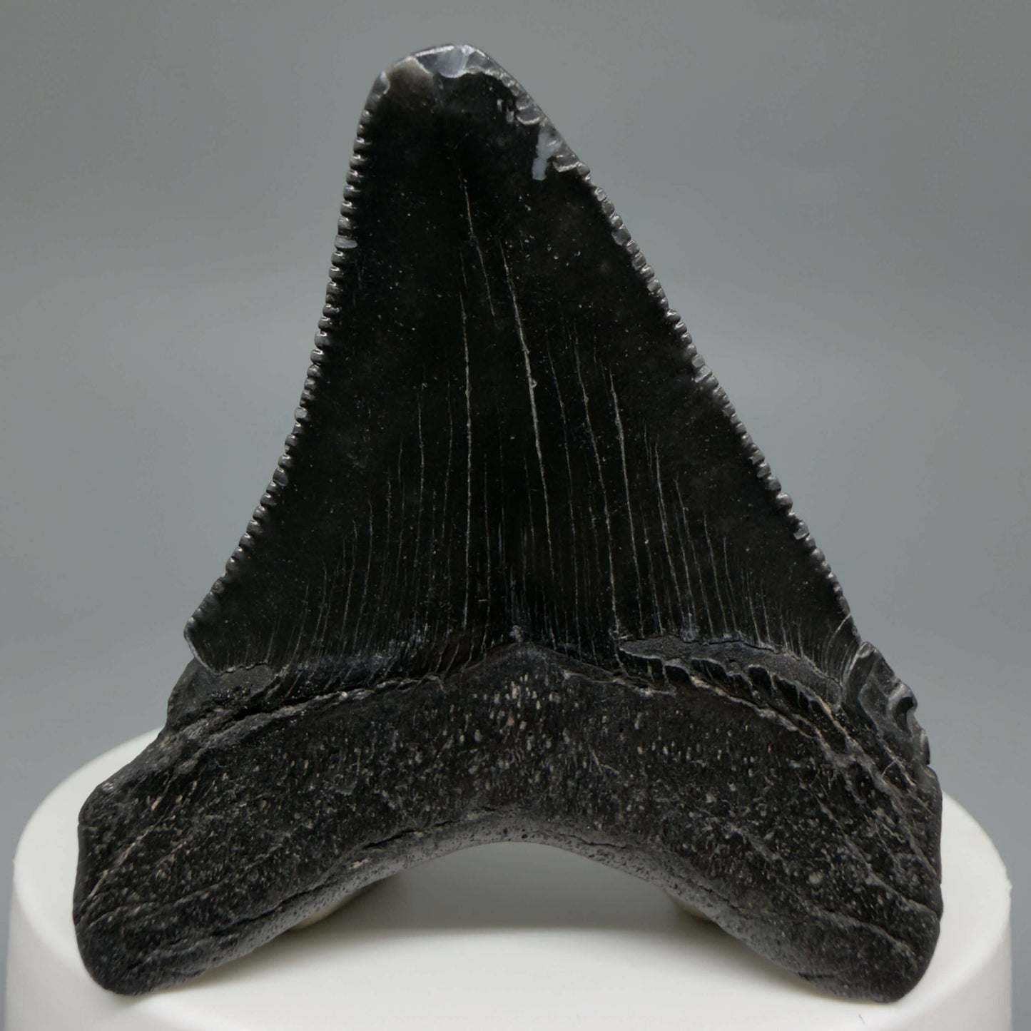 Back View 2.08" Colorful, serrated Fossil Megalodon Tooth – South Carolina River Find | Authentic CM6437