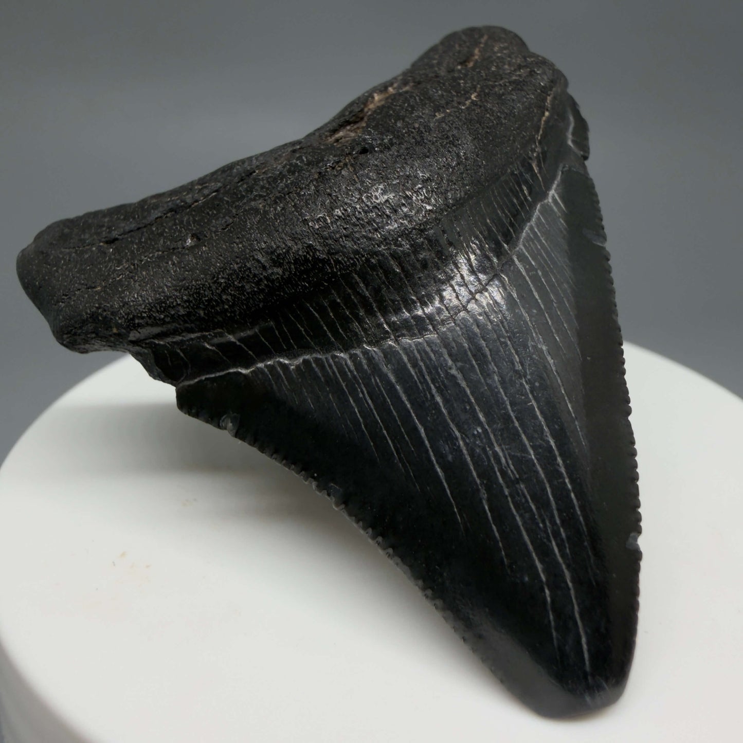 Front Left View 2.08" Colorful, serrated Fossil Megalodon Tooth – South Carolina River Find | Authentic CM6437