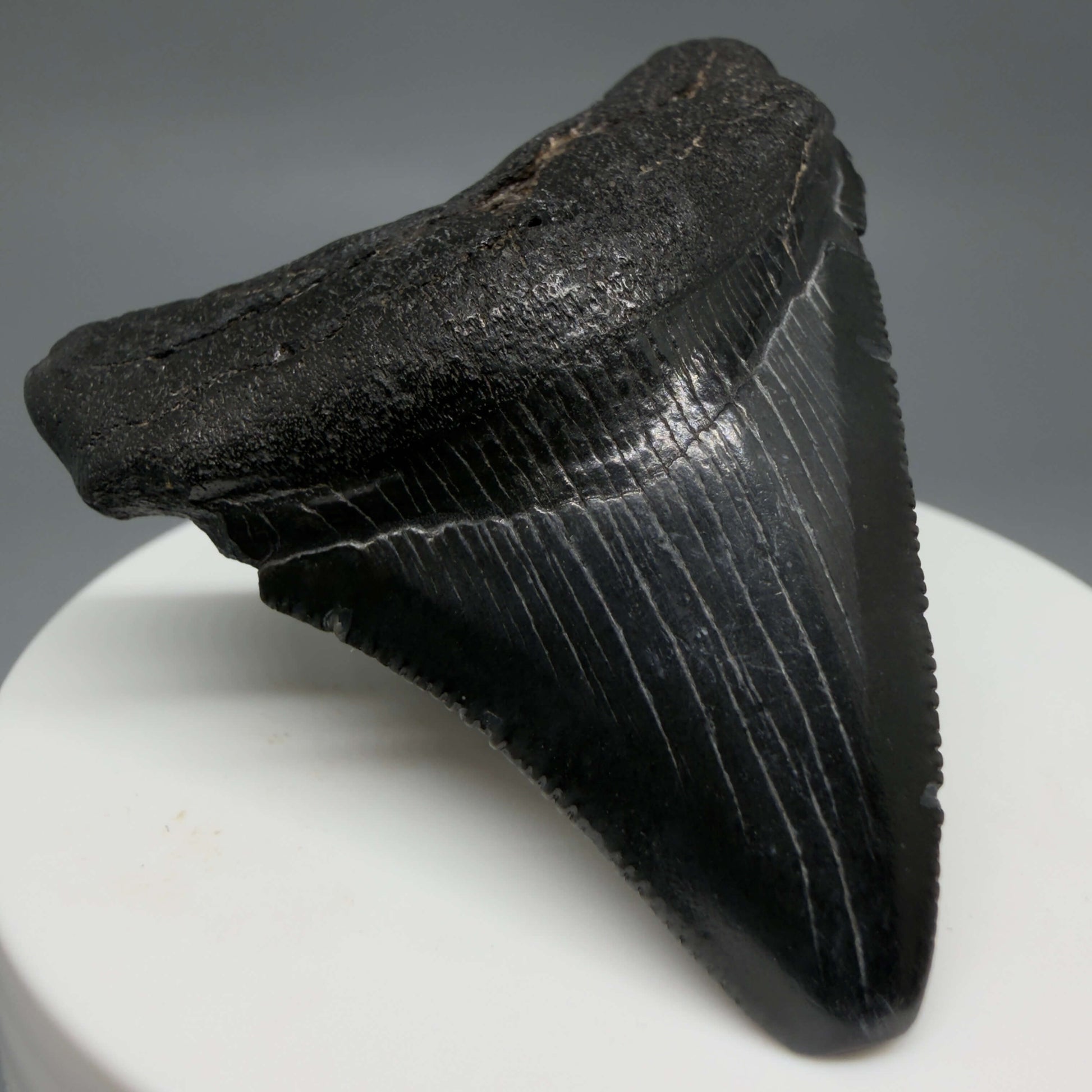 Front Left View 2.08" Colorful, serrated Fossil Megalodon Tooth – South Carolina River Find | Authentic CM6437