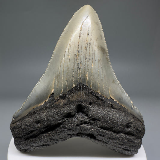 Beautiful Prints Serrated 3.13" Real Megalodon Tooth from North Carolina CM5220 - Front