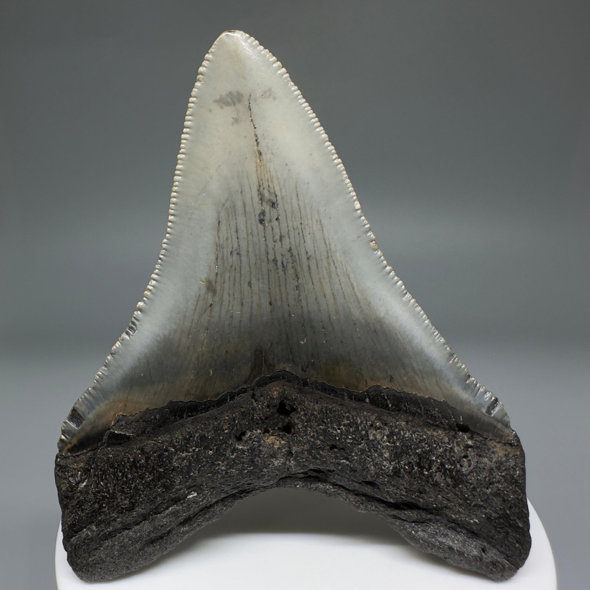 Beautiful Prints Serrated 3.13" Real Megalodon Tooth from North Carolina CM5220 - Back 