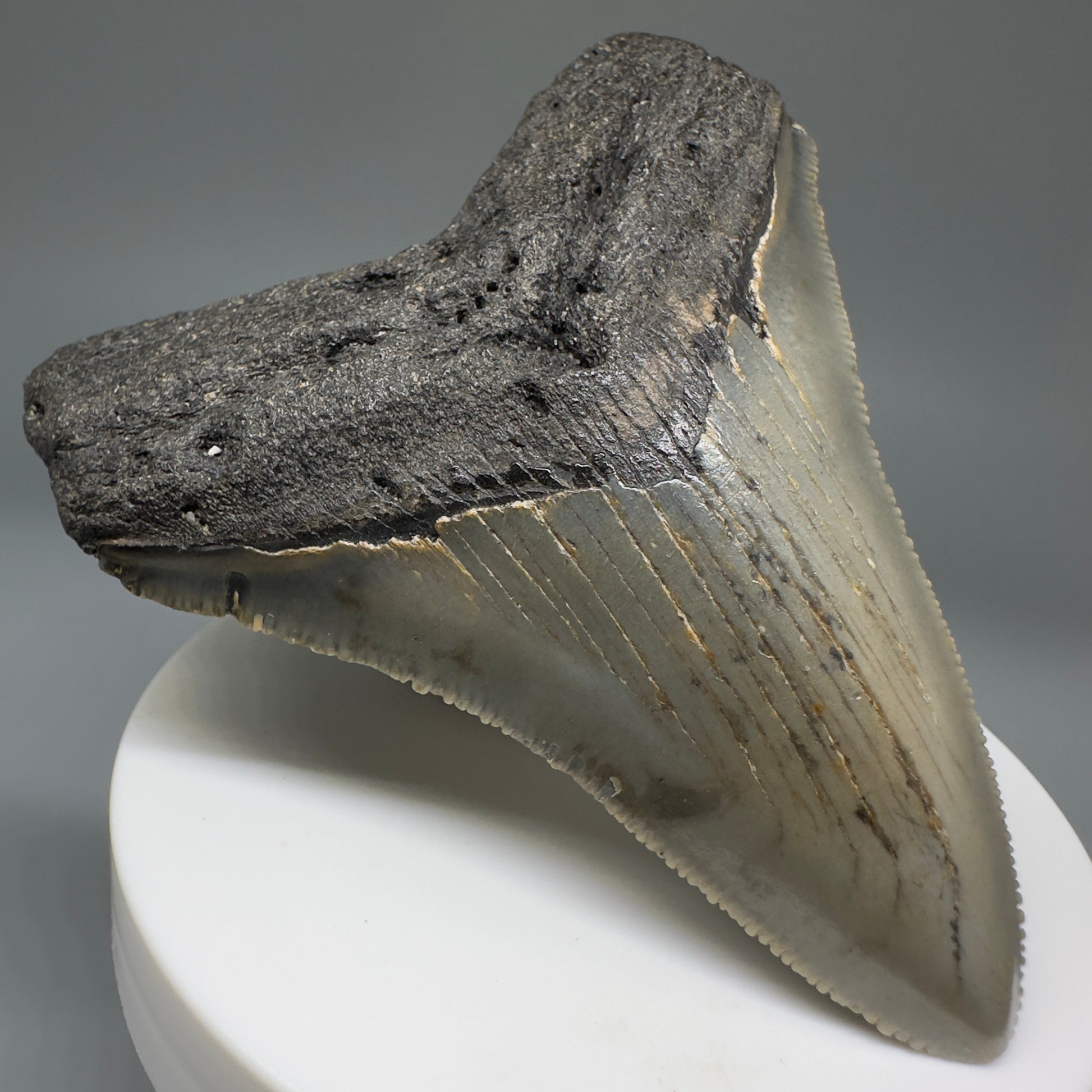 Beautiful Prints Serrated 3.13" Real Megalodon Tooth from North Carolina CM5220 - Front Left