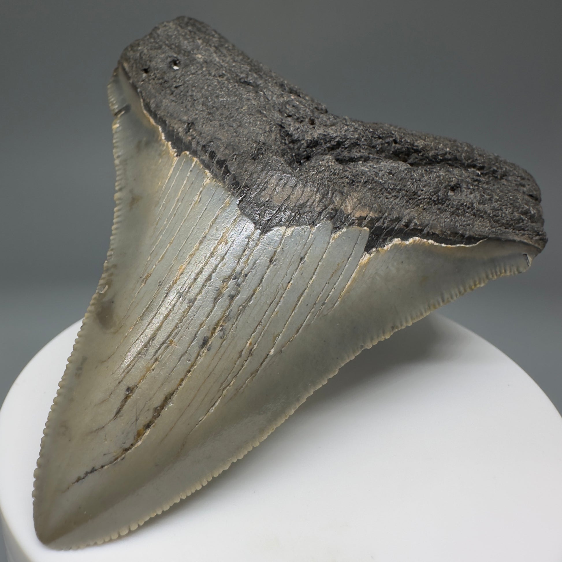 Beautiful Prints Serrated 3.13" Real Megalodon Tooth from North Carolina CM5220 - Front Right