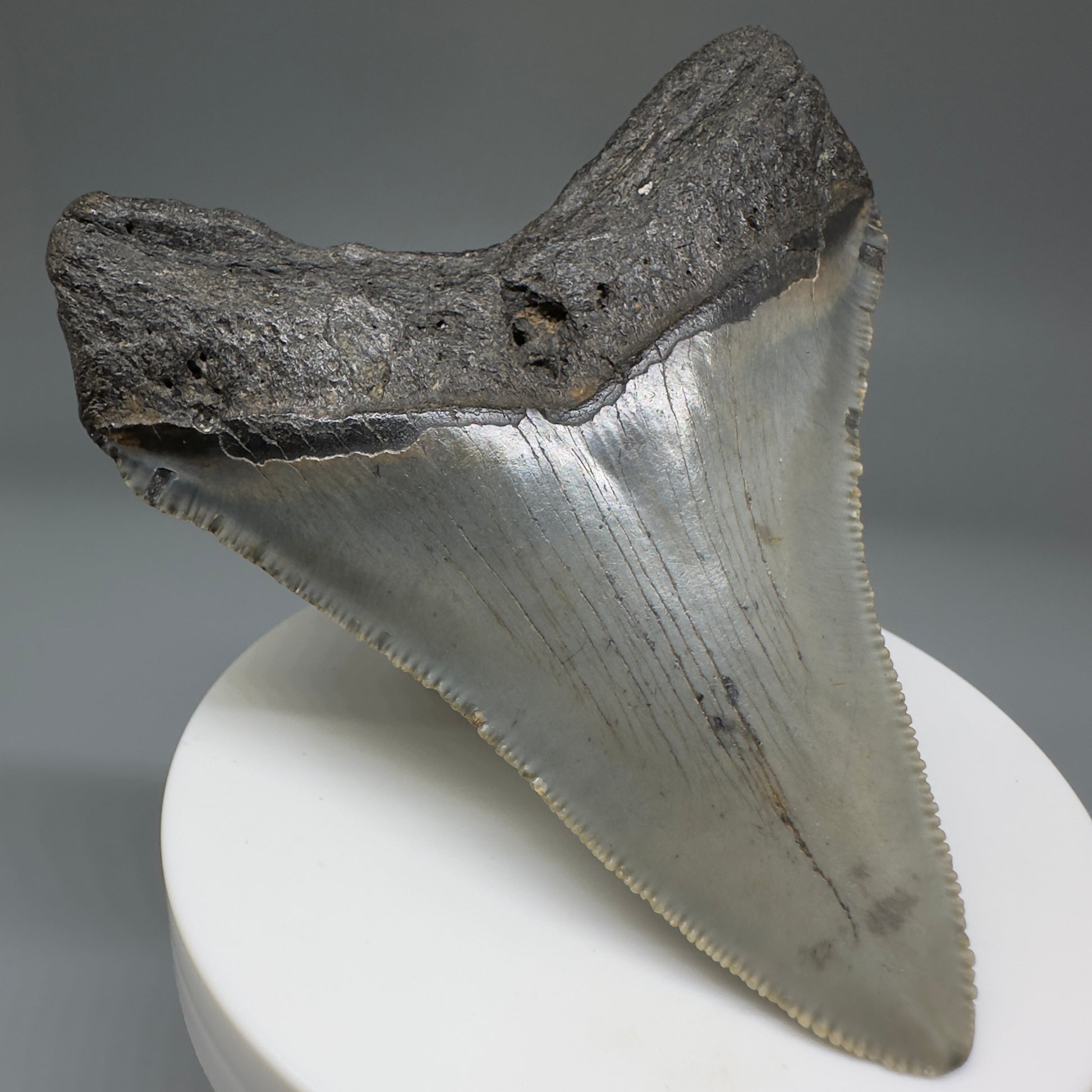 Beautiful Prints Serrated 3.13" Real Megalodon Tooth from North Carolina CM5220 - Back Left