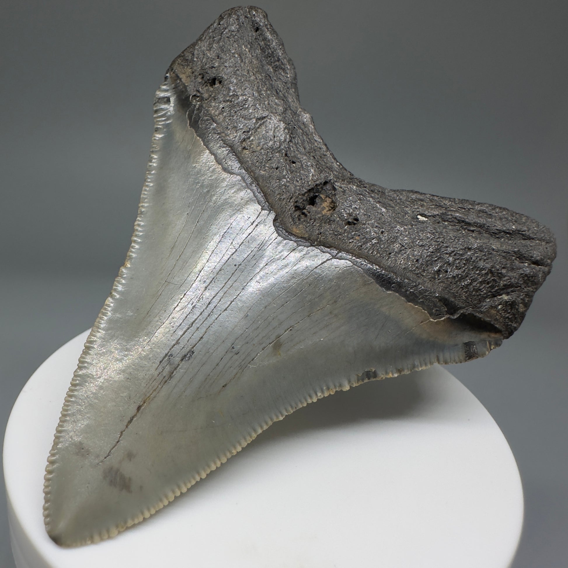 Beautiful Prints Serrated 3.13" Real Megalodon Tooth from North Carolina CM5220 - Back Right