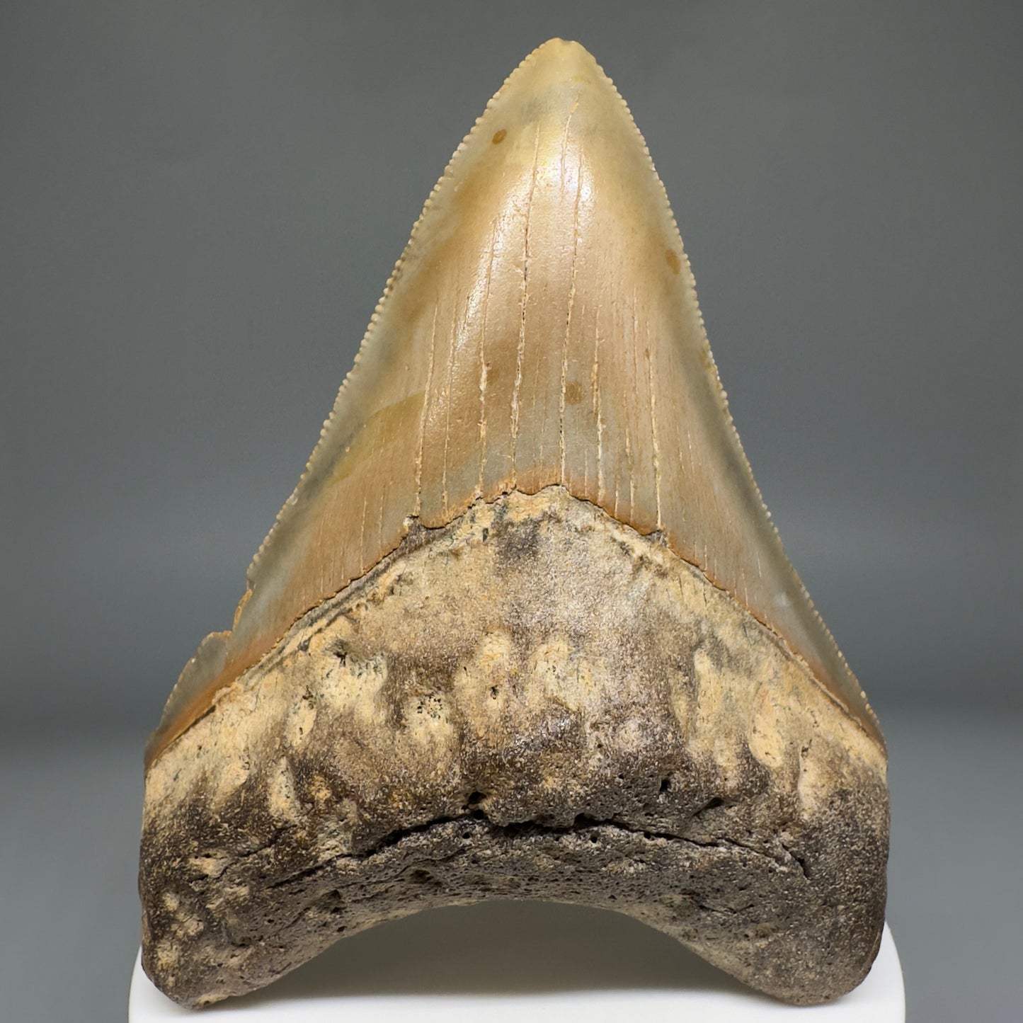 Beautiful Prints Serrated 3.48" Real Megalodon Tooth from North Carolina CM5221 - Front