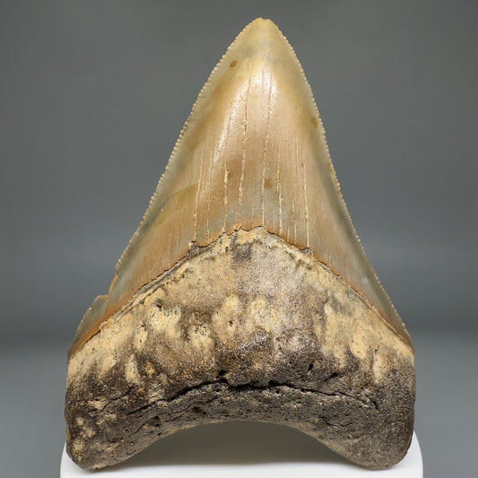 Beautiful Prints Serrated 3.48" Real Megalodon Tooth from North Carolina CM5221 - Front