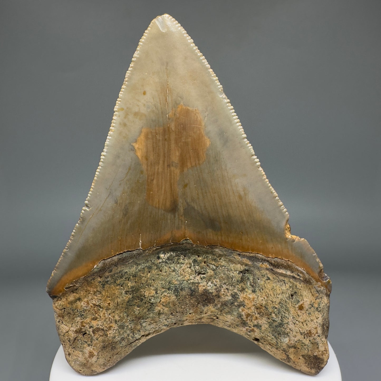 Beautiful Prints Serrated 3.48" Real Megalodon Tooth from North Carolina CM5221 - Back