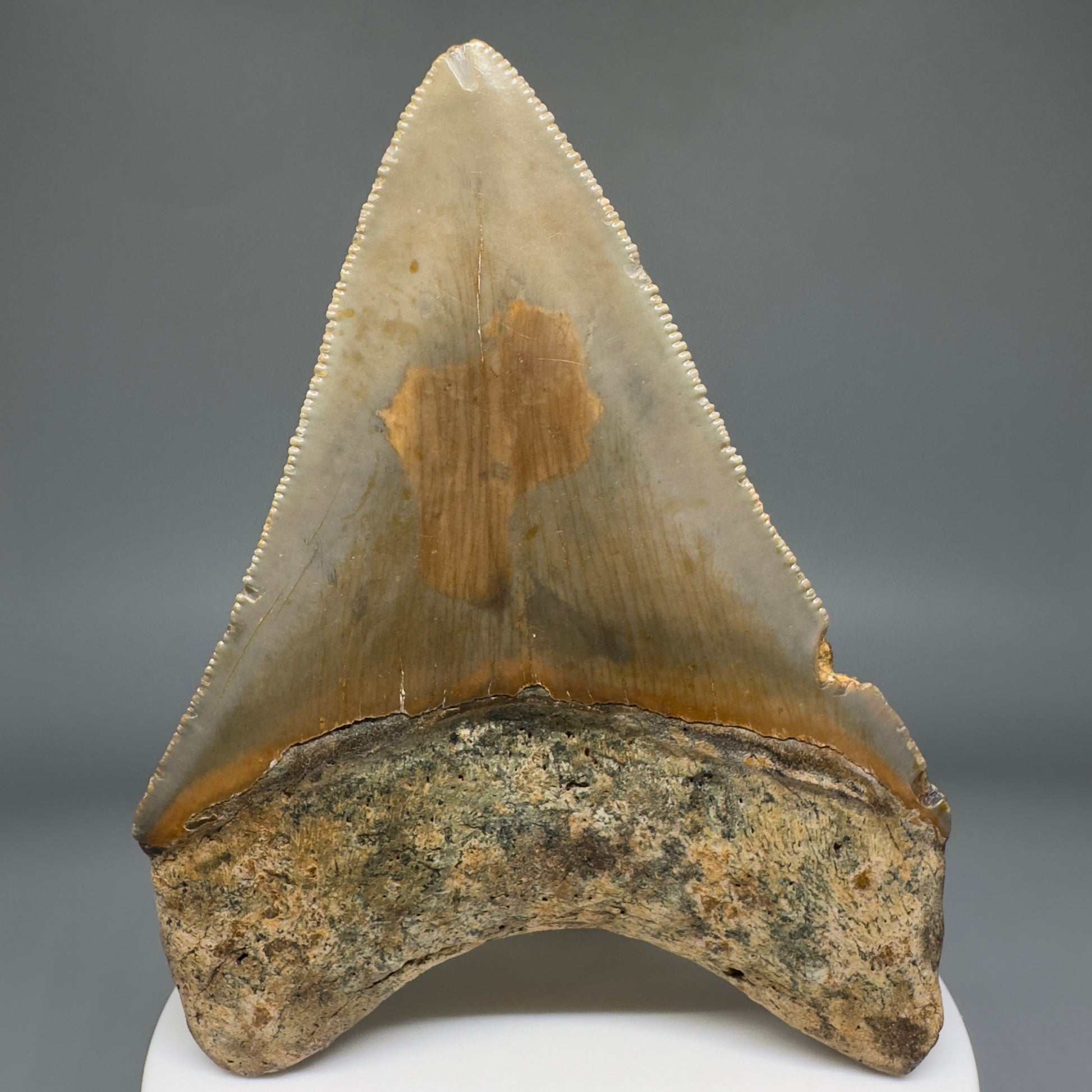 Beautiful Prints Serrated 3.48" Real Megalodon Tooth from North Carolina CM5221 - Back