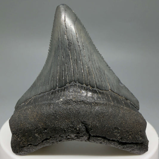 Colorful, serrated 2.21" Fossil Megalodon Tooth – South Carolina River Find | Authentic
