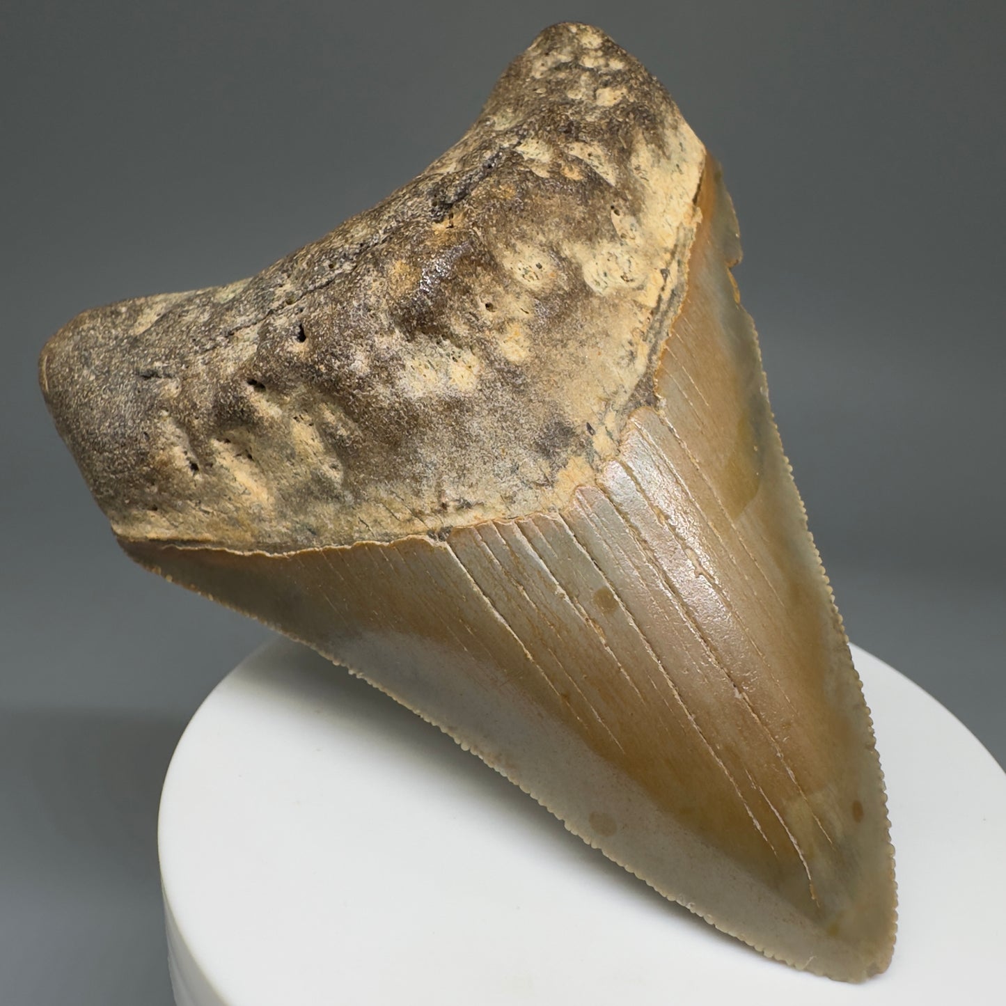 Beautiful Prints Serrated 3.48" Real Megalodon Tooth from North Carolina CM5221 - Front Left