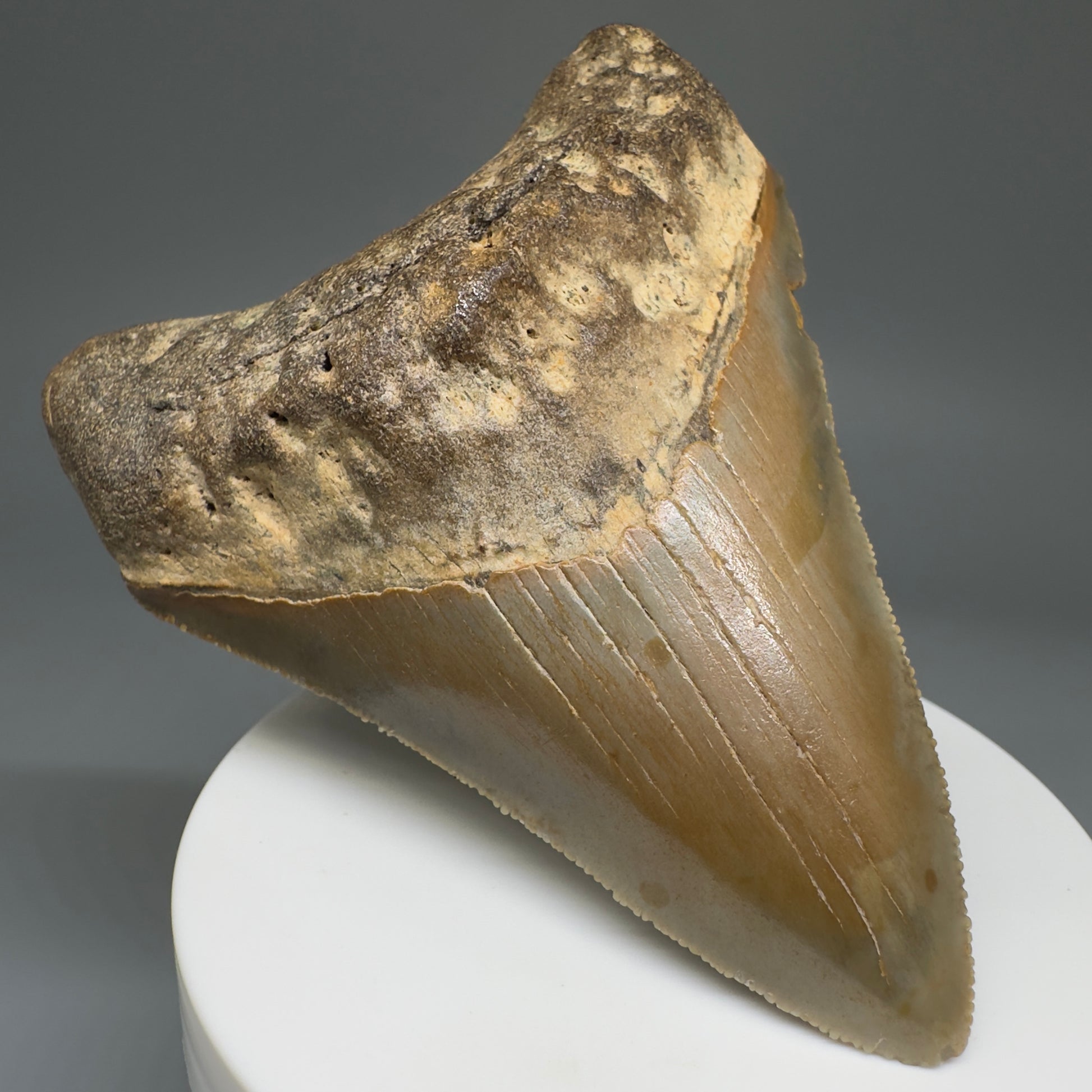 Beautiful Prints Serrated 3.48" Real Megalodon Tooth from North Carolina CM5221 - Front Left