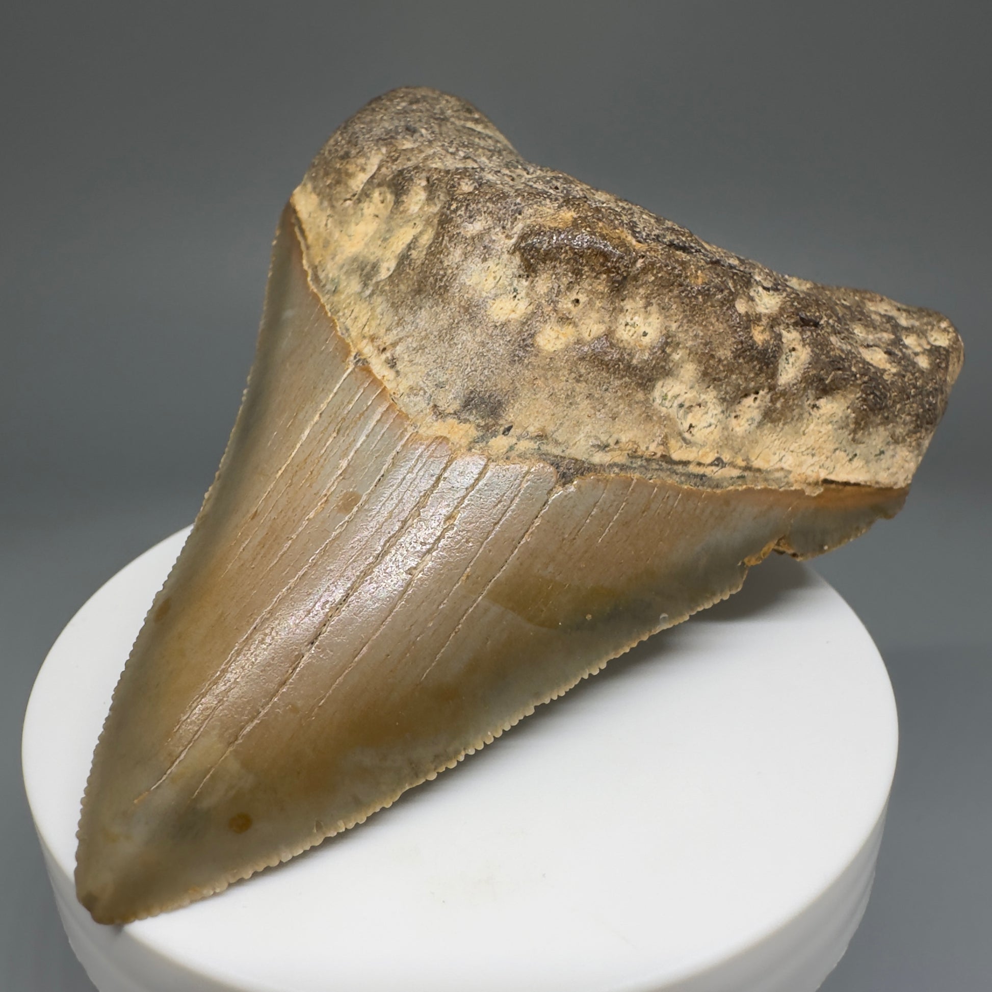 Beautiful Prints Serrated 3.48" Real Megalodon Tooth from North Carolina CM5221 - Front Right