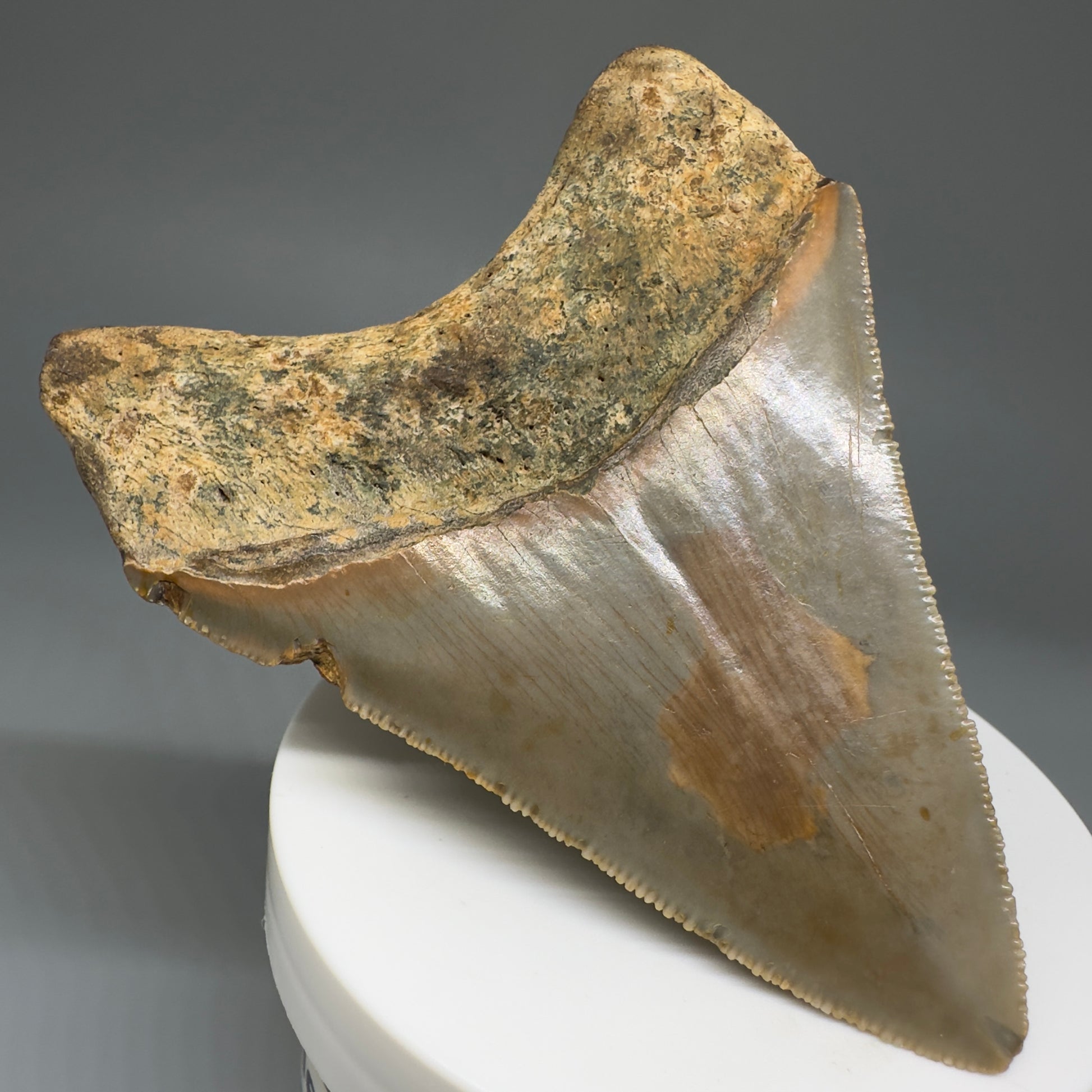 Beautiful Prints Serrated 3.48" Real Megalodon Tooth from North Carolina CM5221 - Back Left