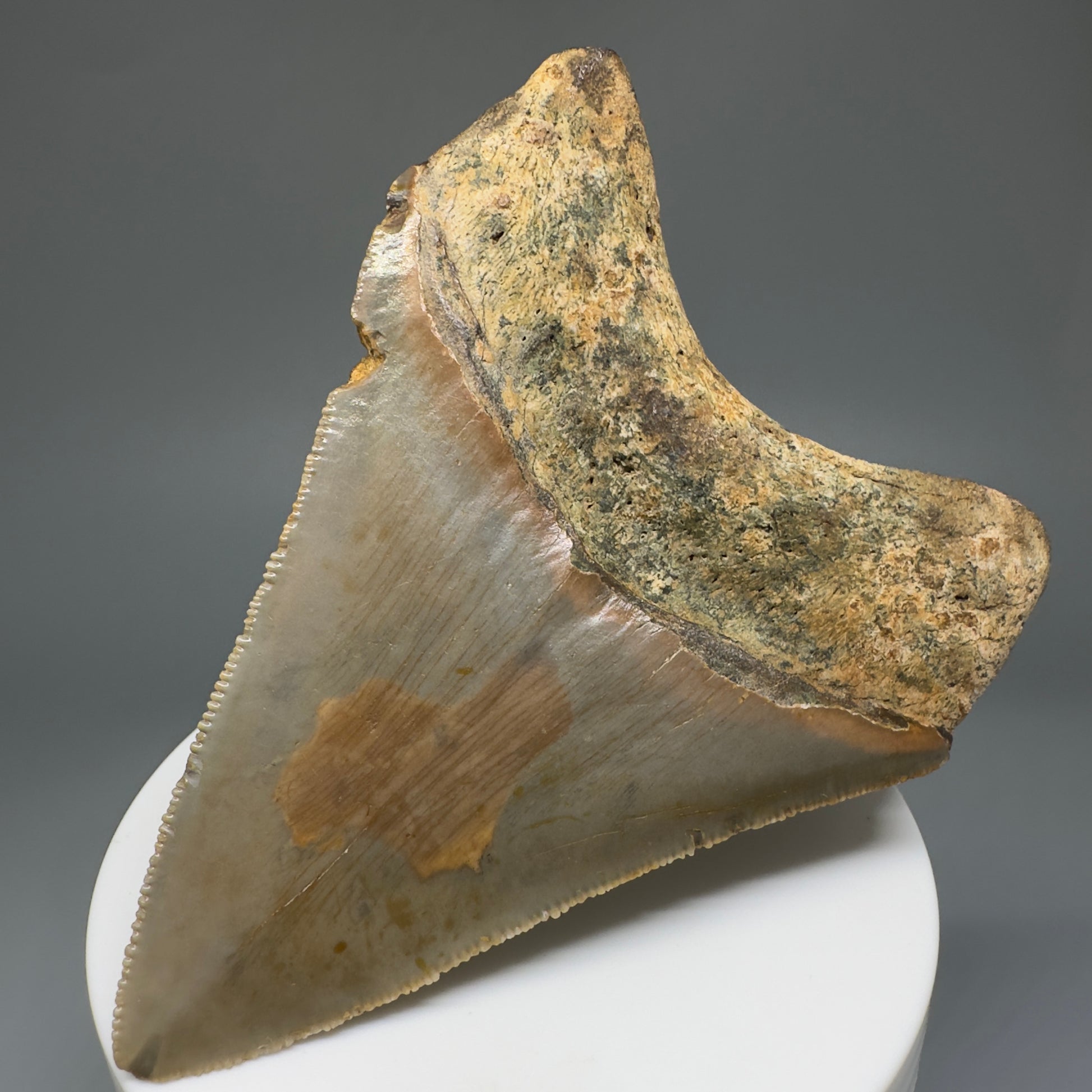 Beautiful Prints Serrated 3.48" Real Megalodon Tooth from North Carolina CM5221 - Back Right