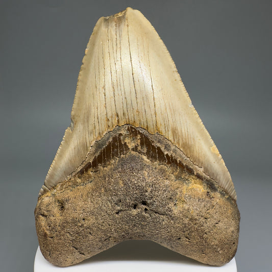 Colorful, affordable 3.72" Real Megalodon Tooth from North Carolina CM5210 - Front
