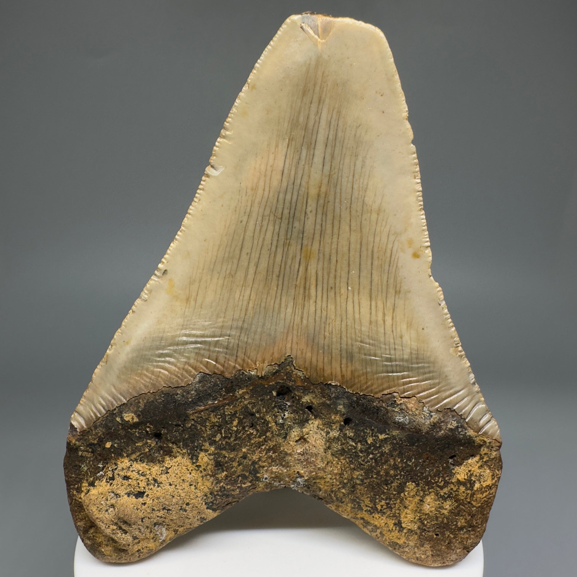 Colorful, affordable 3.72" Real Megalodon Tooth from North Carolina CM5210 - Back