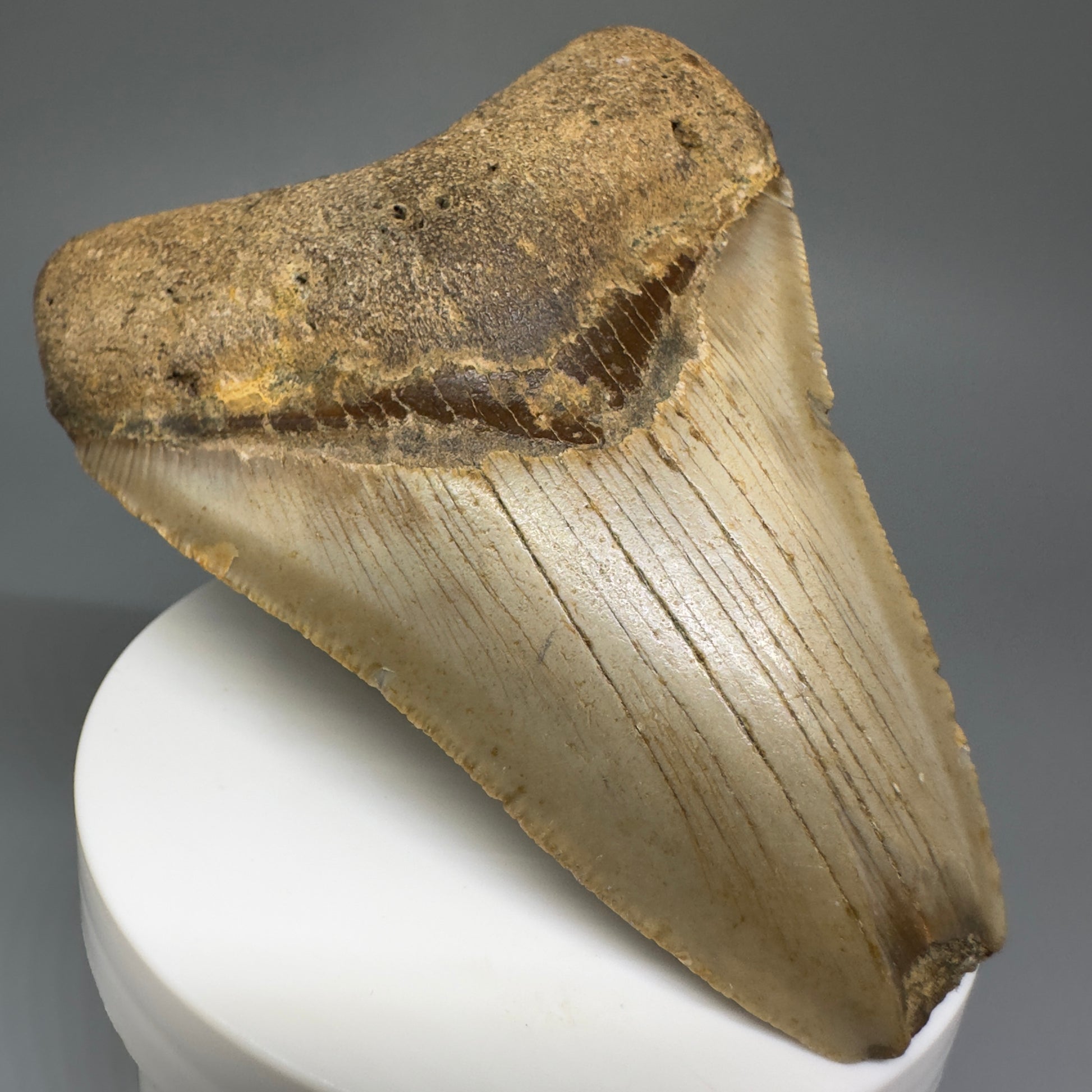 Colorful, affordable 3.72" Real Megalodon Tooth from North Carolina CM5210 - Front Left