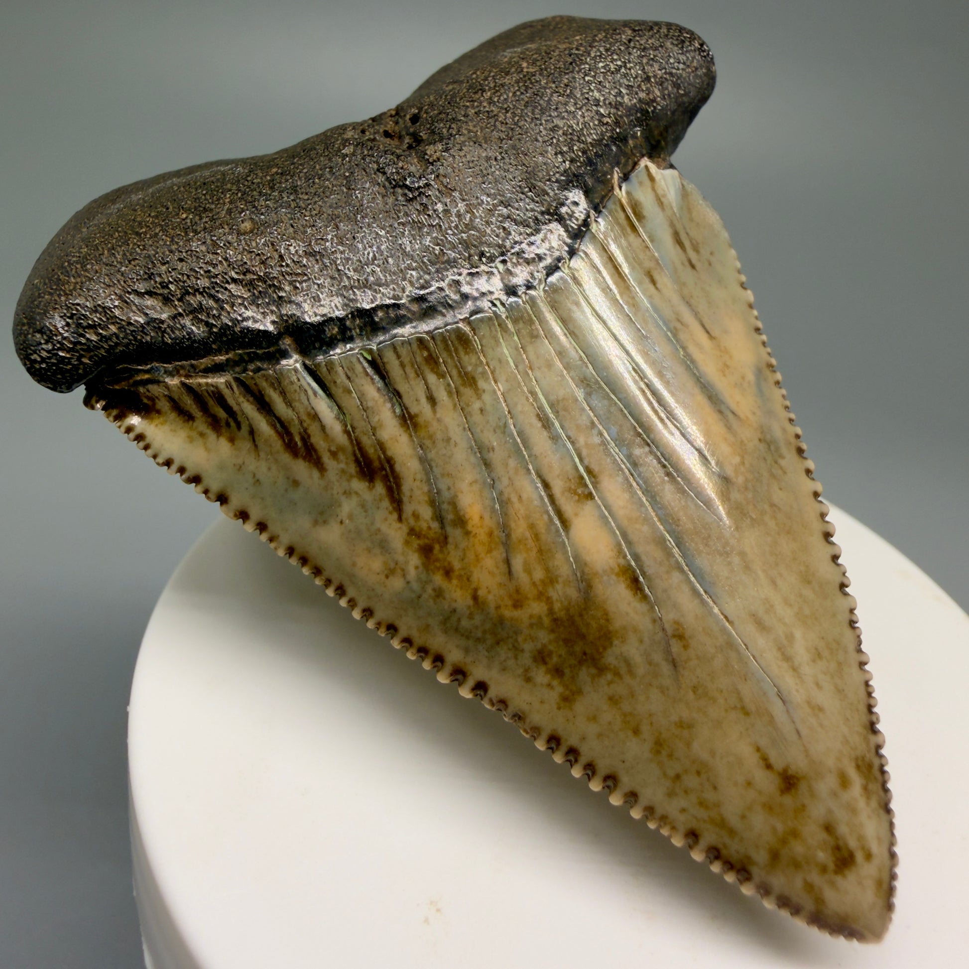 Front Left View XL 2.80" Fossil Great White Shark Tooth - Cooper River, SC - Colorful, sharply serrated GW1257