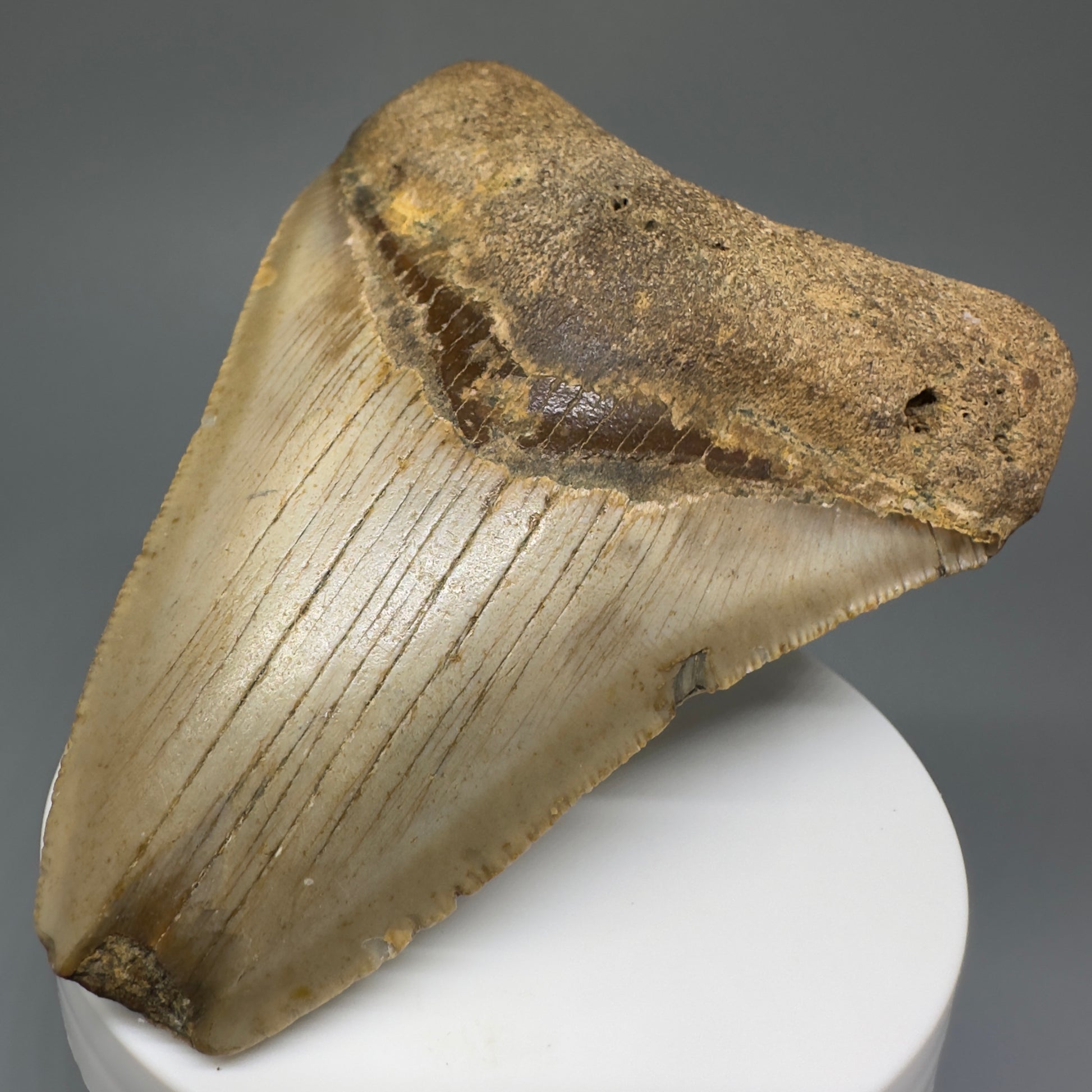 Colorful, affordable 3.72" Real Megalodon Tooth from North Carolina CM5210 - Right