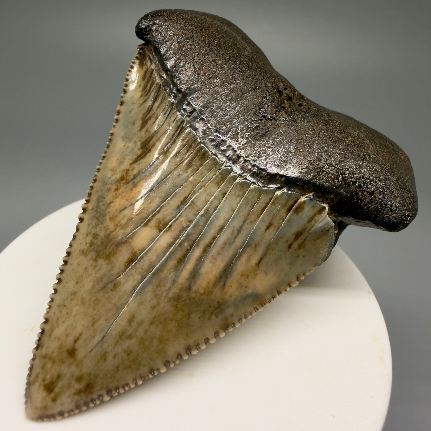 Front Right View XL 2.80" Fossil Great White Shark Tooth - Cooper River, SC - Colorful, sharply serrated GW1257