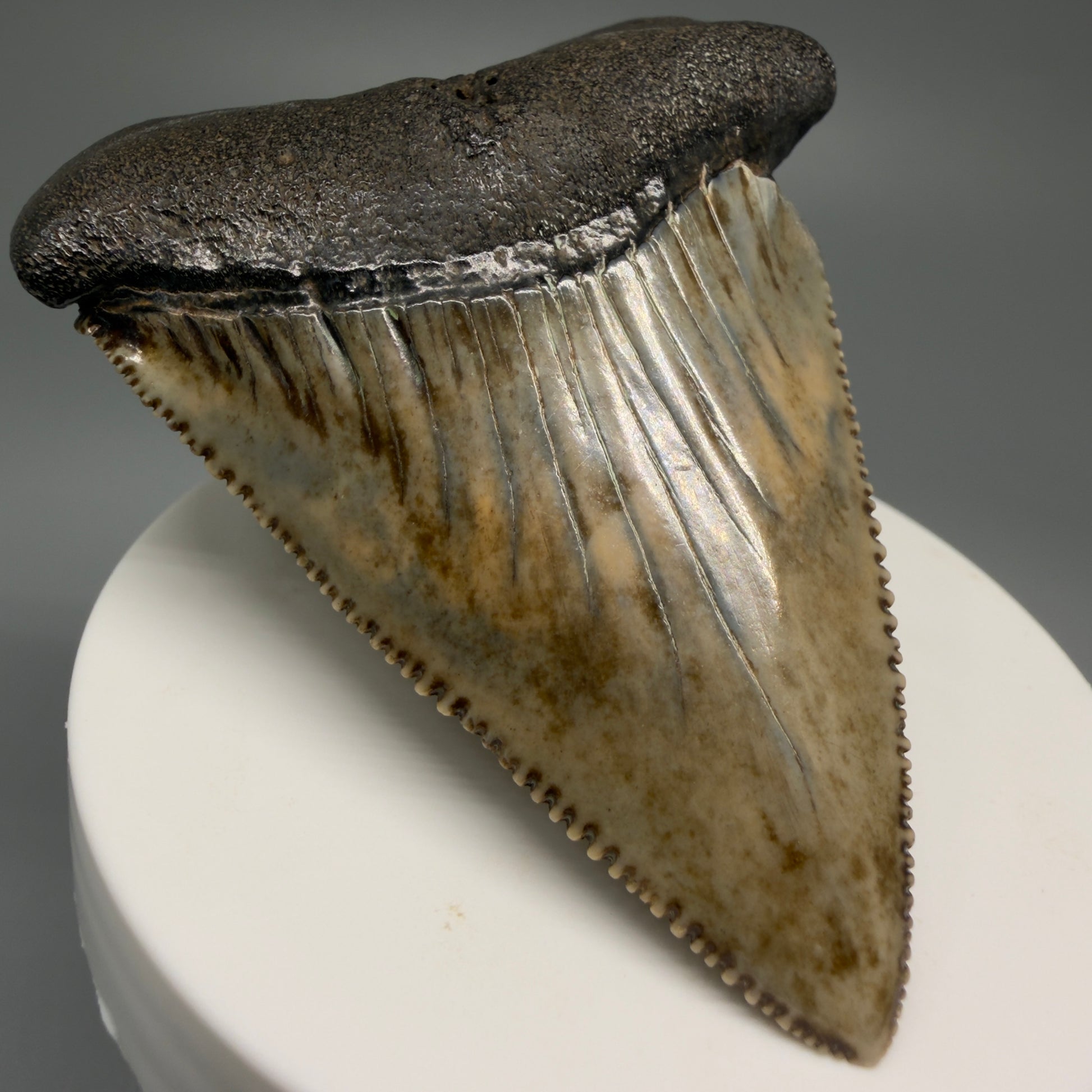 Front Left View XL 2.80" Fossil Great White Shark Tooth - Cooper River, SC - Colorful, sharply serrated GW1257