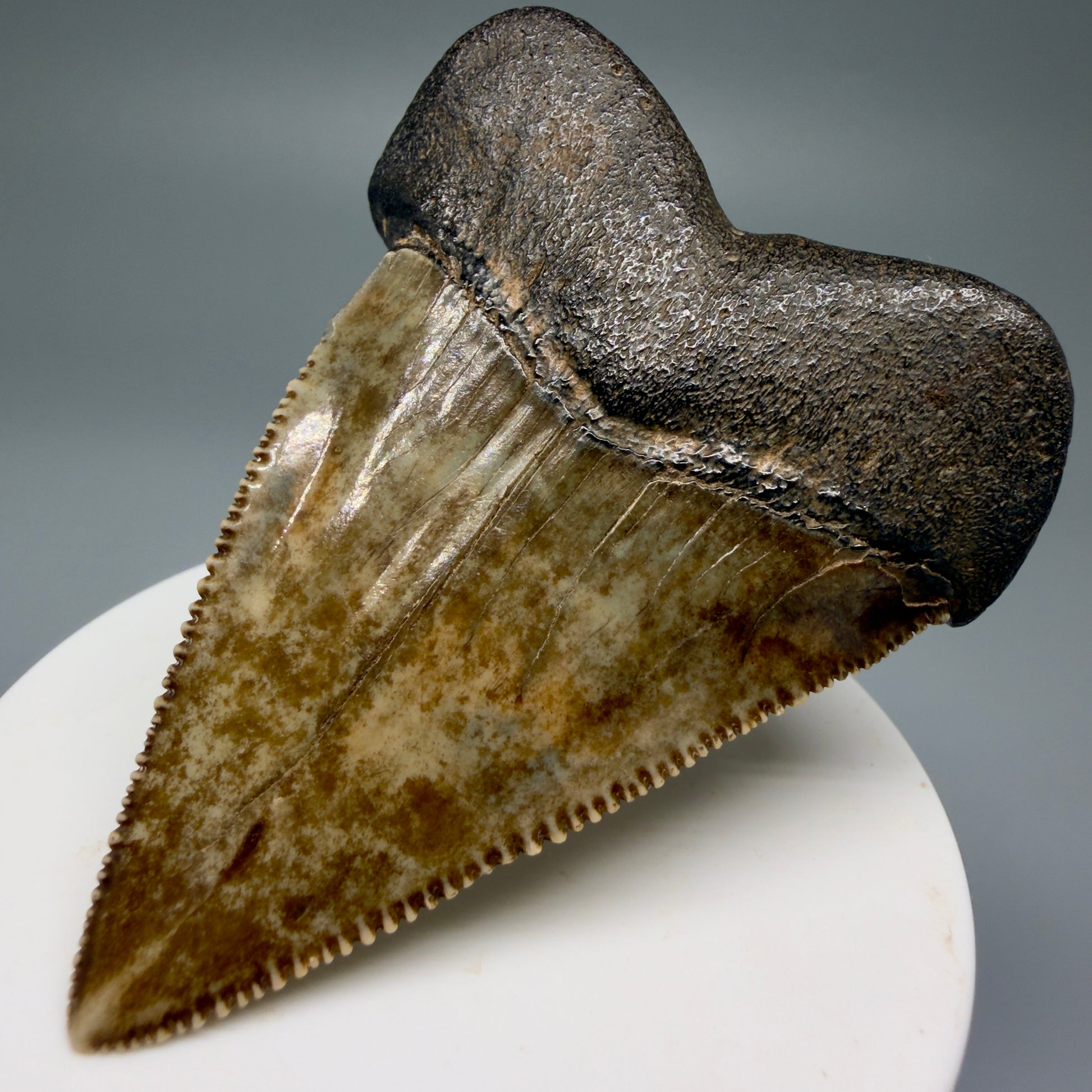 Back Right View XL 2.80" Fossil Great White Shark Tooth - Cooper River, SC - Colorful, sharply serrated GW1257