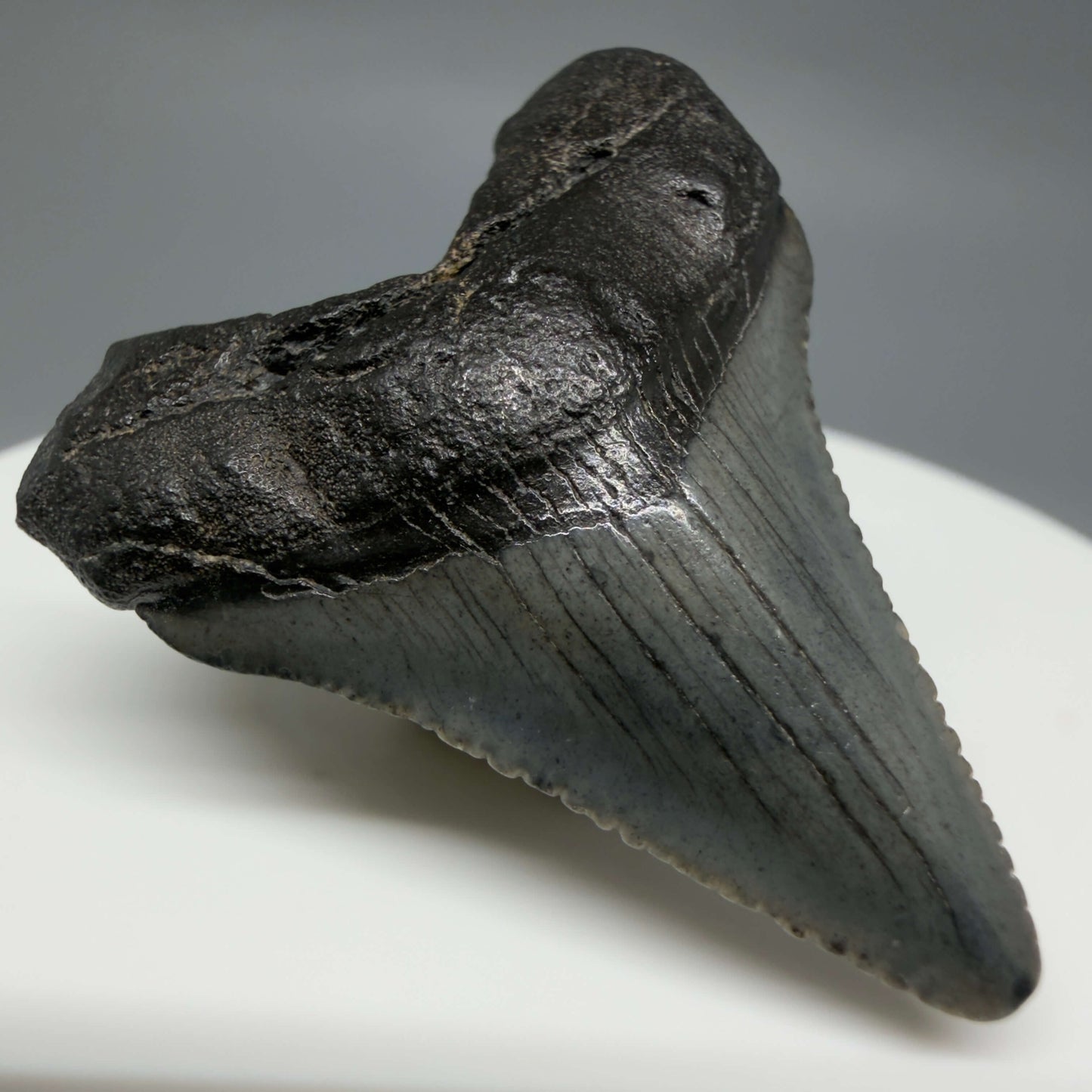 Front Left View Baby 1.48" Colorful Fossil Megalodon Tooth – South Carolina River Find | Authentic Megalodon Tooth CM6427
