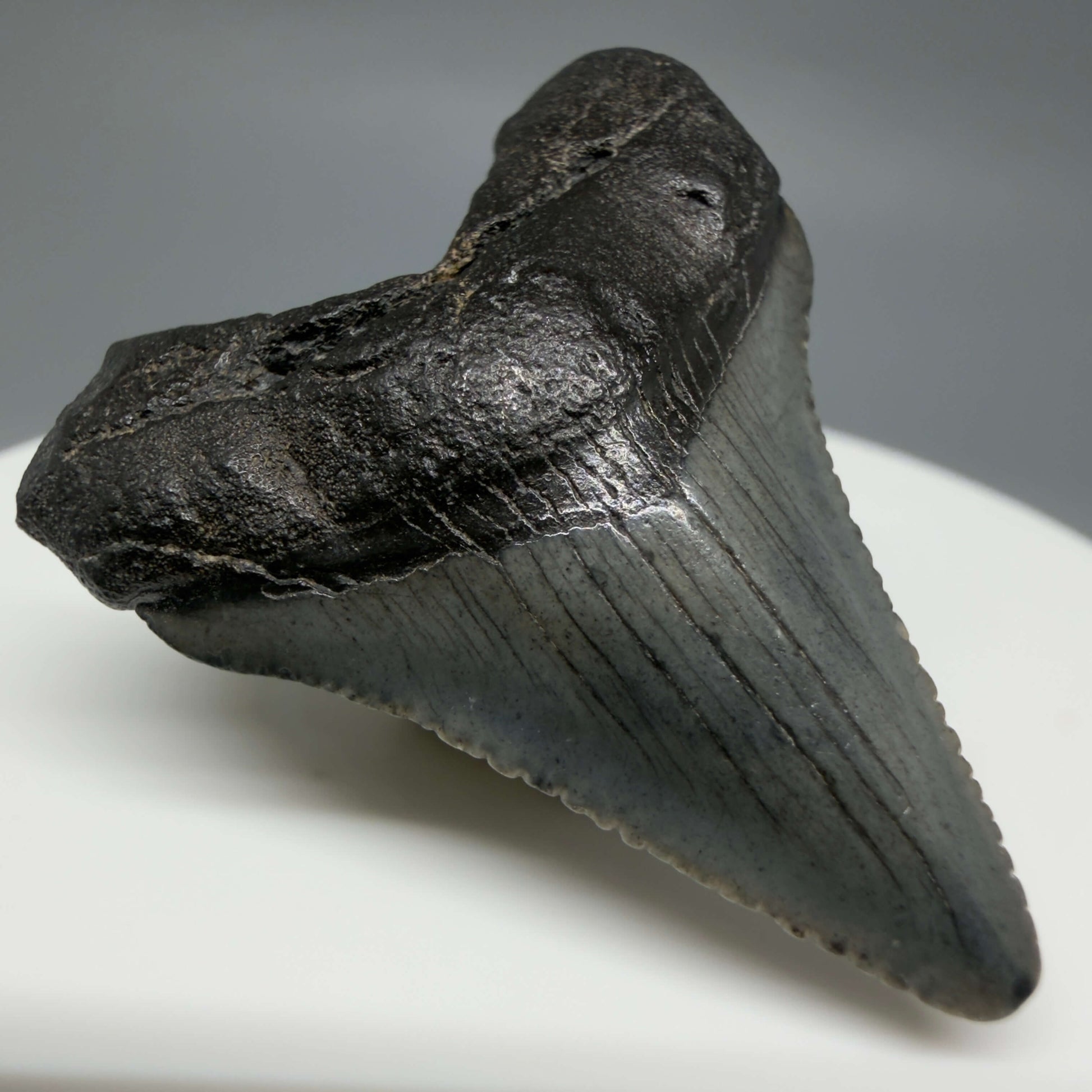 Front Left View Baby 1.48" Colorful Fossil Megalodon Tooth – South Carolina River Find | Authentic Megalodon Tooth CM6427