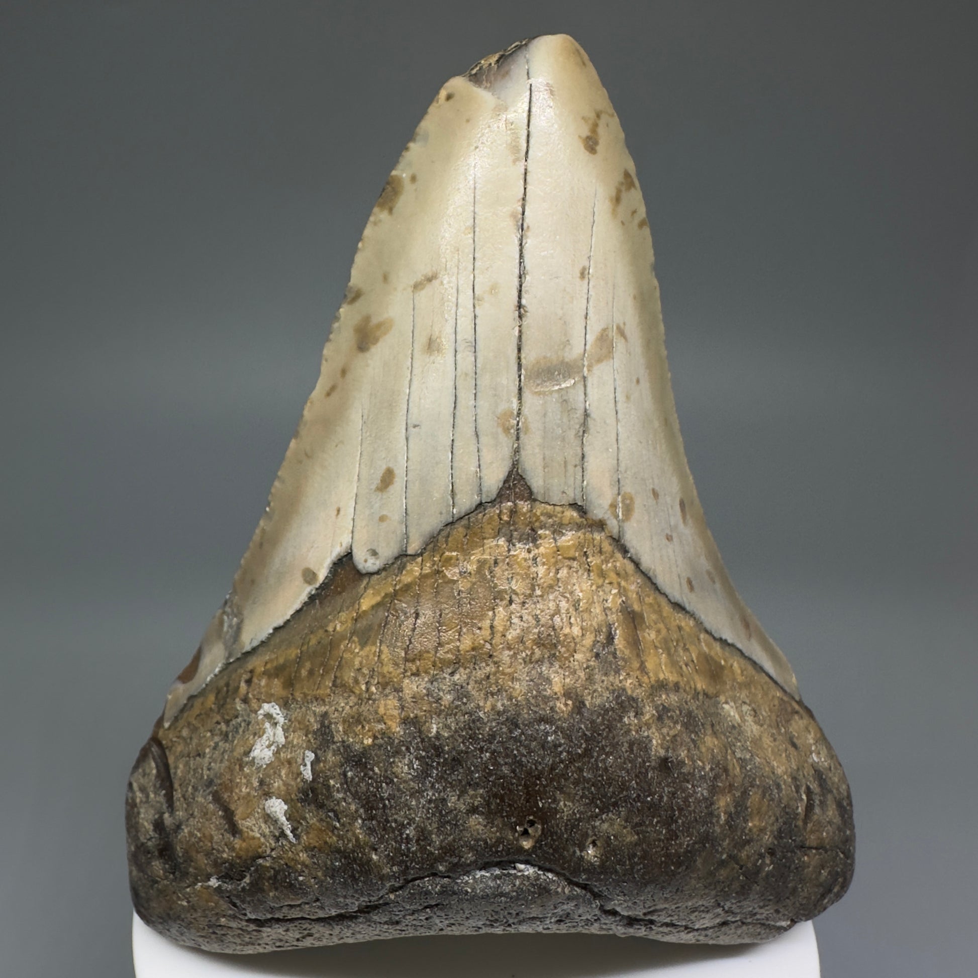 Colorful, affordable 3.83" Real Megalodon Tooth from North Carolina CM5215 - Front