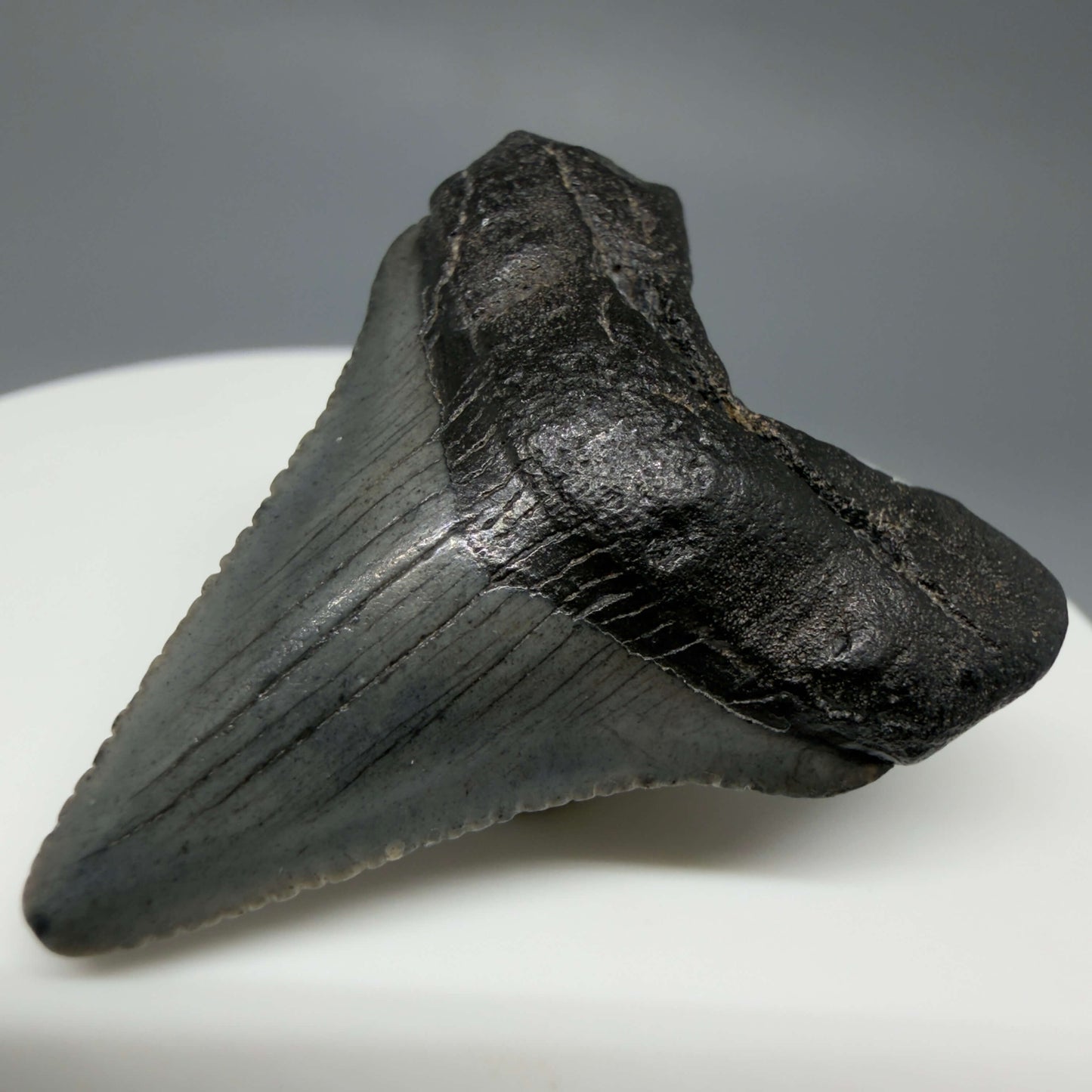 Front Right View Baby 1.48" Colorful Fossil Megalodon Tooth – South Carolina River Find | Authentic Megalodon Tooth CM6427