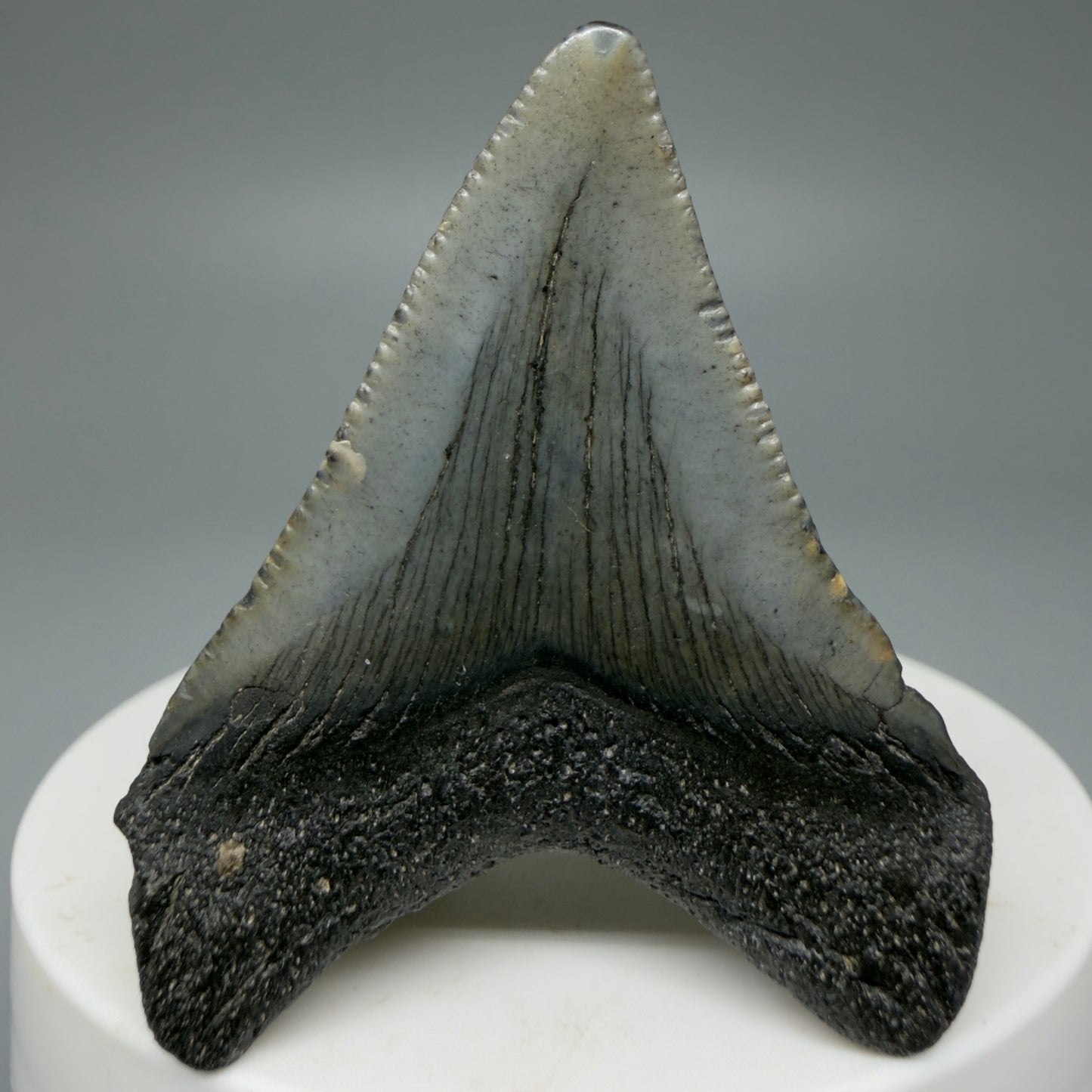 Back View 1.93" Colorful Fossil Megalodon Tooth – South Carolina River Find | Authentic CM5969