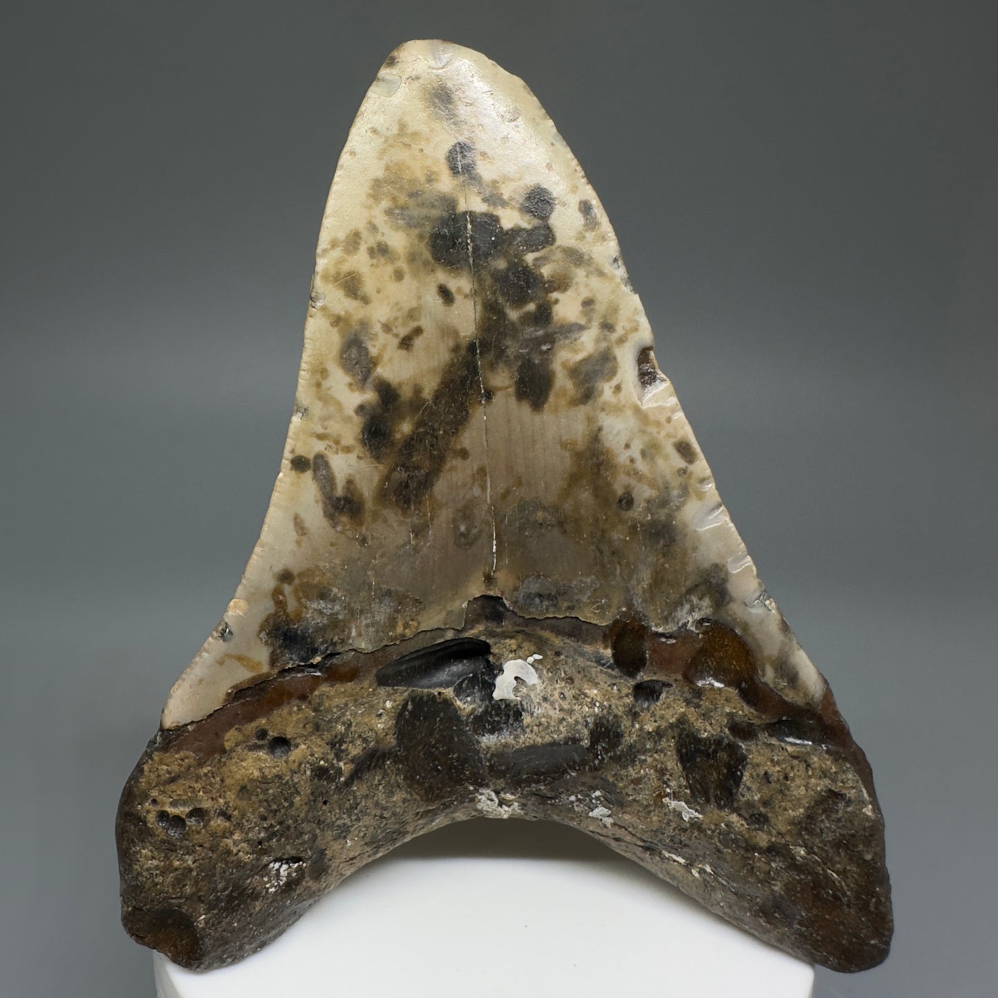 Colorful, affordable 3.83" Real Megalodon Tooth from North Carolina CM5215 - Back