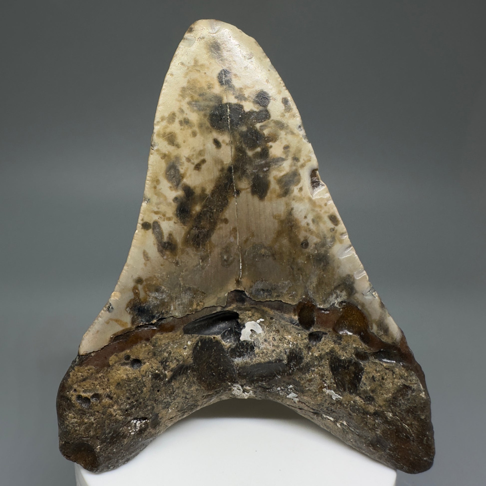 Colorful, affordable 3.83" Real Megalodon Tooth from North Carolina CM5215 - Back
