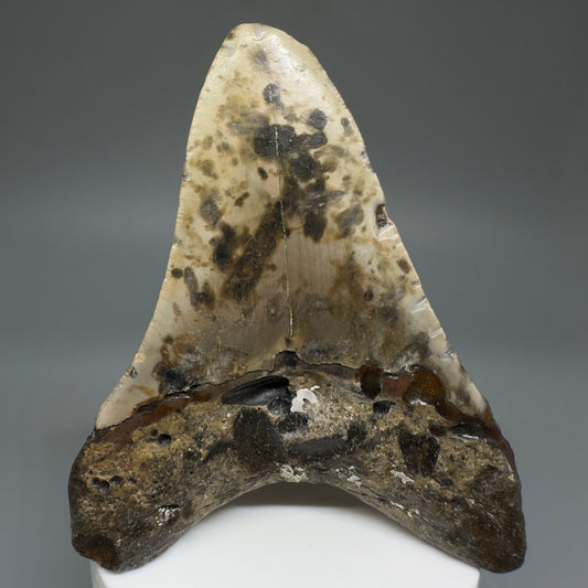 Colorful, affordable 3.83" Real Megalodon Tooth from North Carolina CM5215 - Back