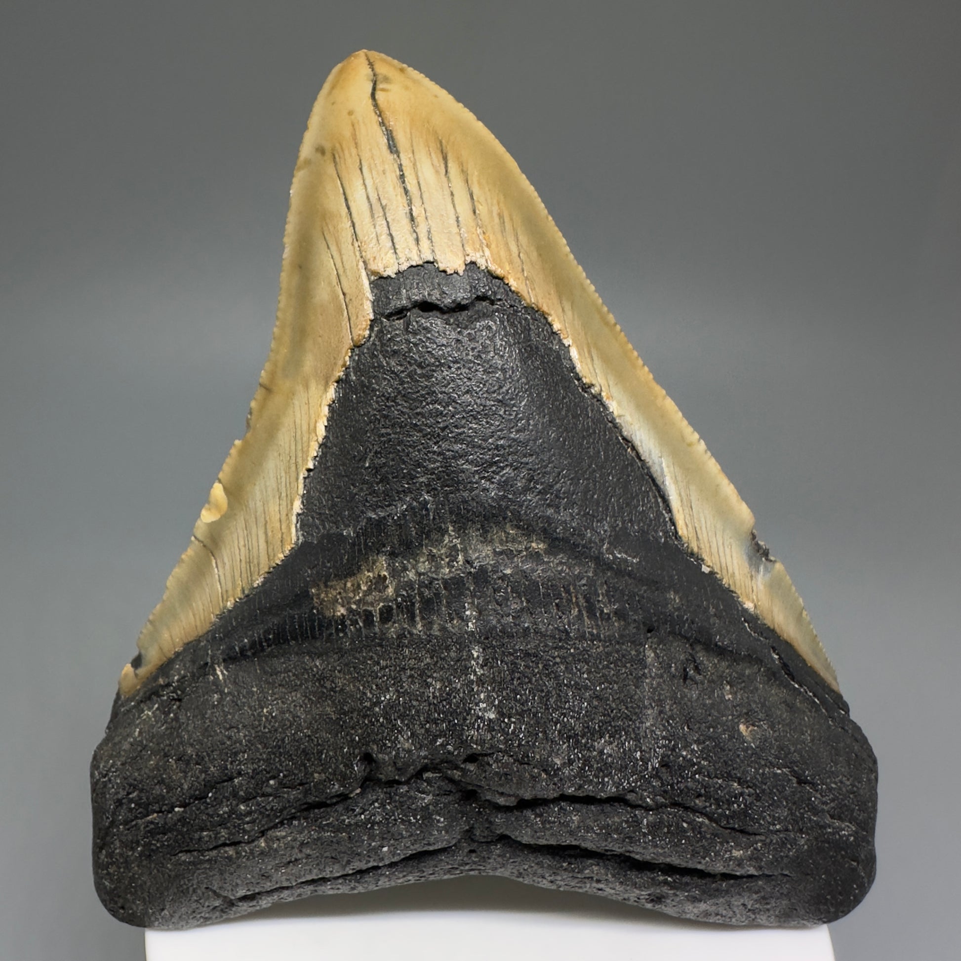 Colorful, affordable 3.93" Real Megalodon Tooth from North Carolina CM5212 - Front