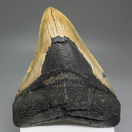 Colorful, affordable 3.93" Real Megalodon Tooth from North Carolina CM5212 - Front