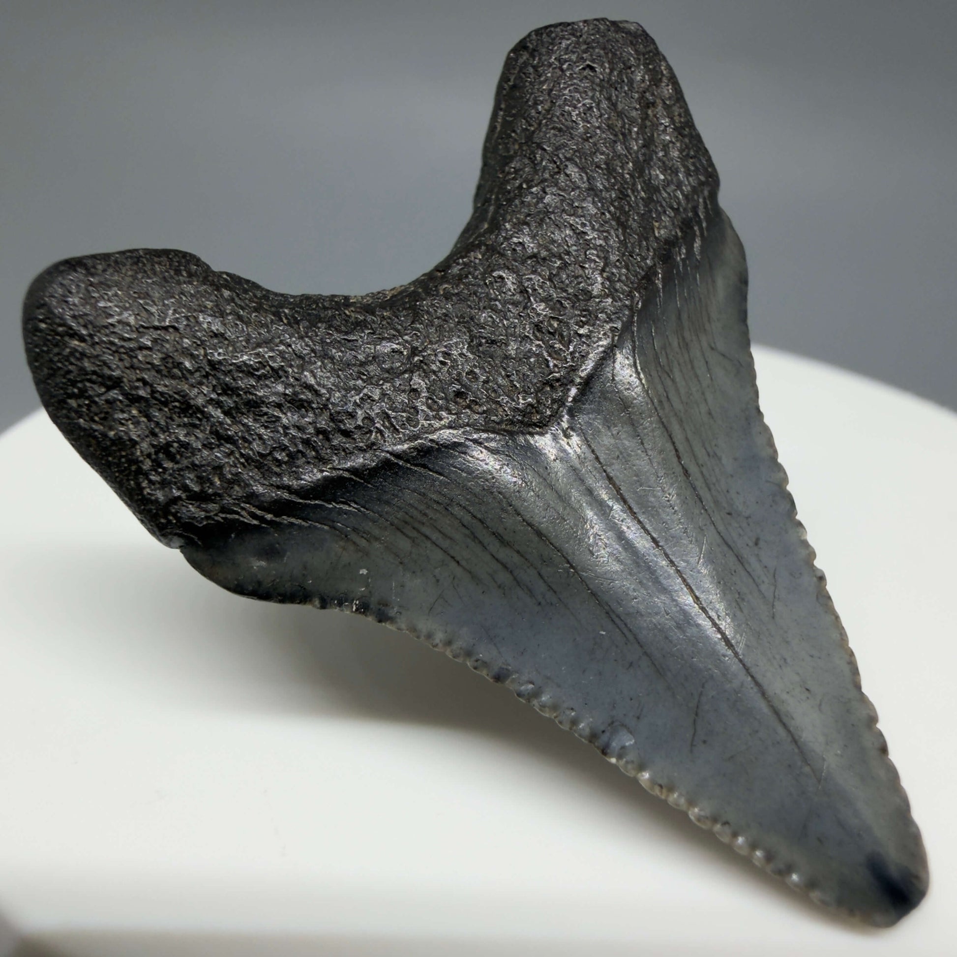 Back Left View Baby 1.48" Colorful Fossil Megalodon Tooth – South Carolina River Find | Authentic Megalodon Tooth CM6427